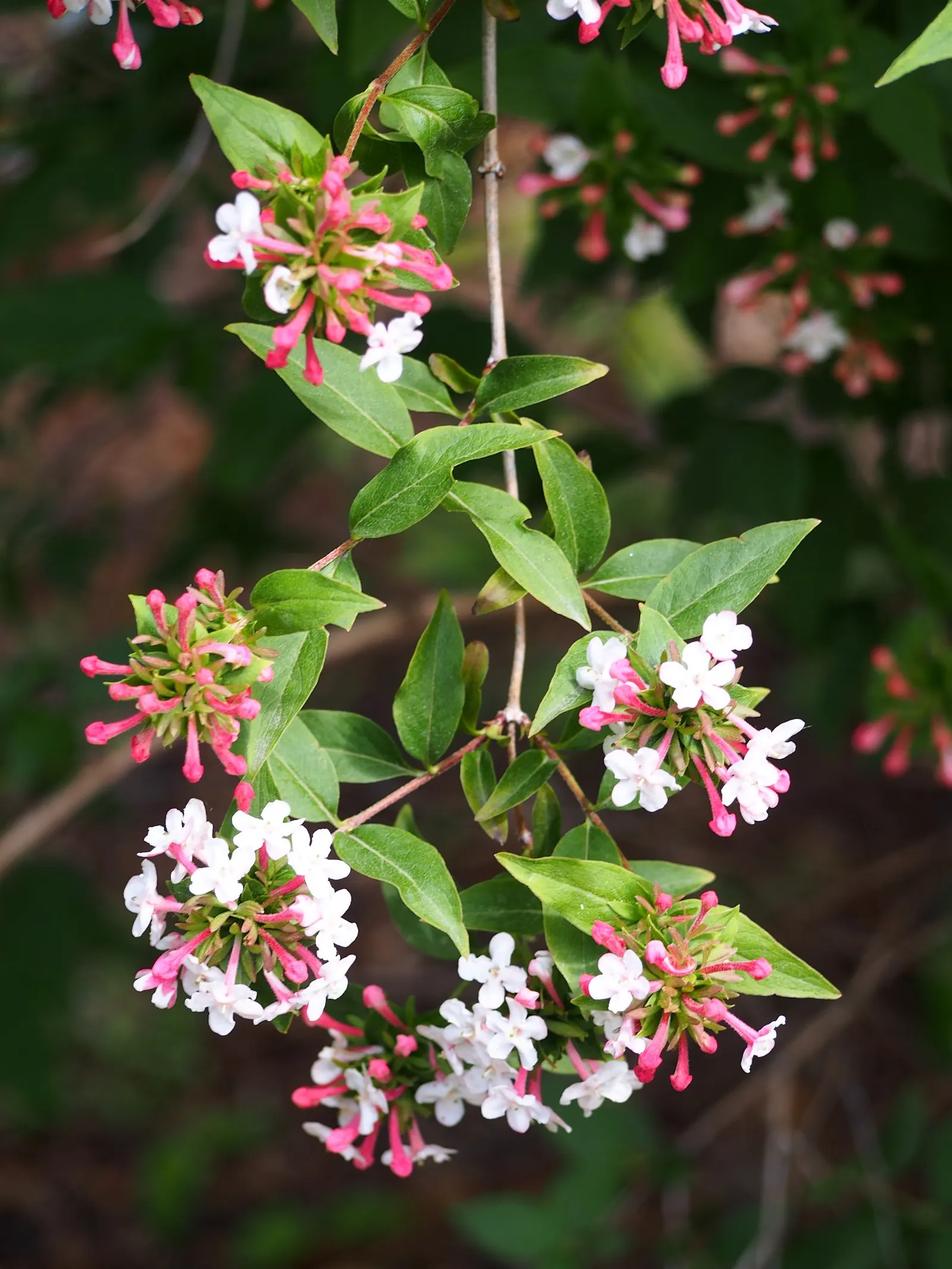 Fragrant Abelia (Abelia Mosanensis) — shrub with pink blooms