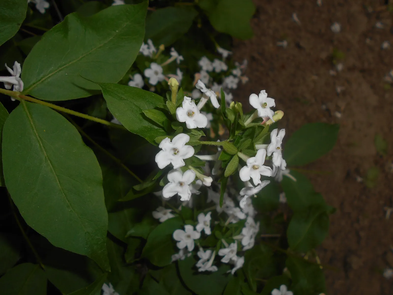 Fragrant Abelia (Abelia Mosanensis) — like near a patio or along a garden path