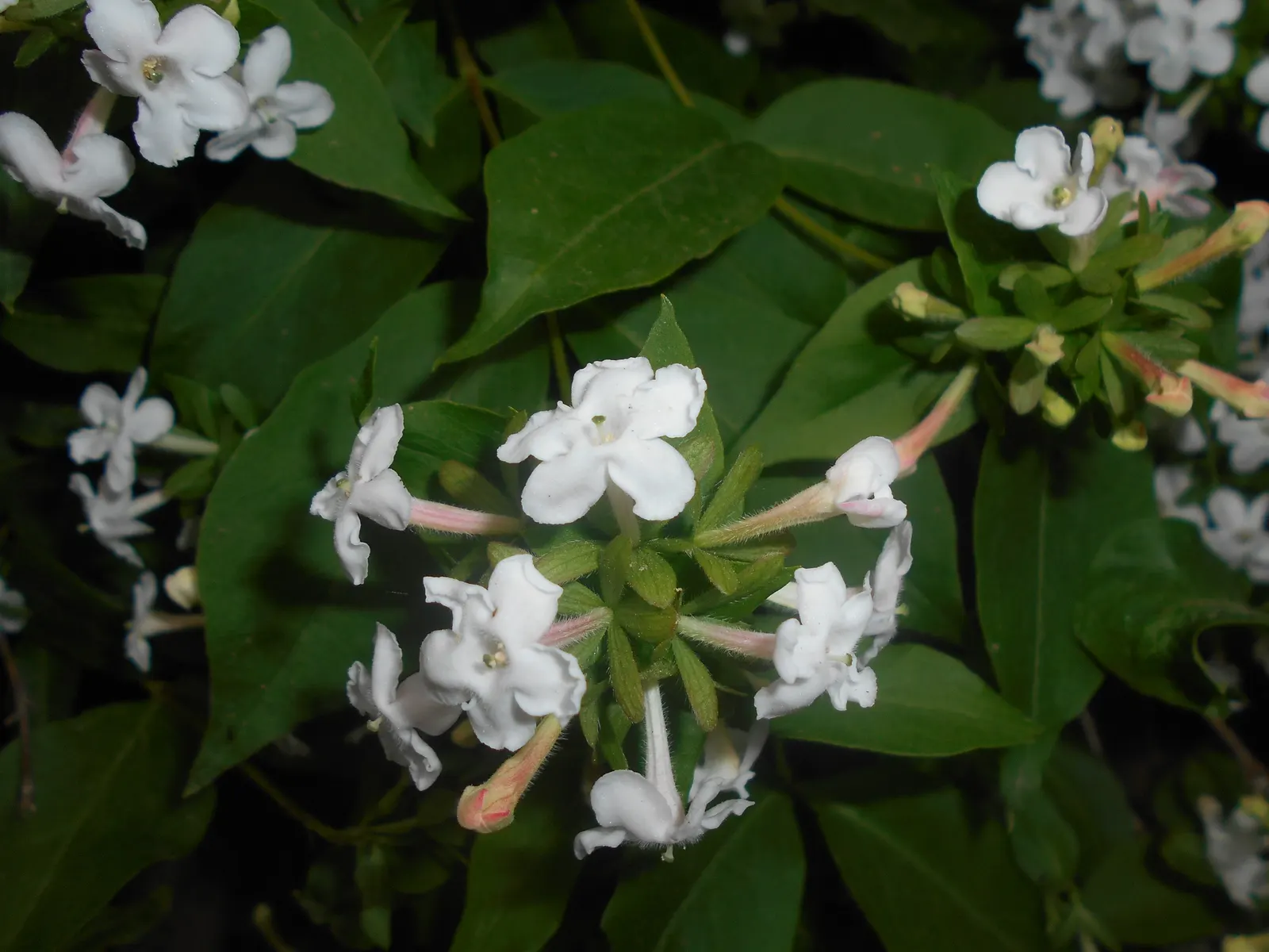 Fragrant Abelia (Abelia Mosanensis) — with pale pink to white blooms that exude a sweet