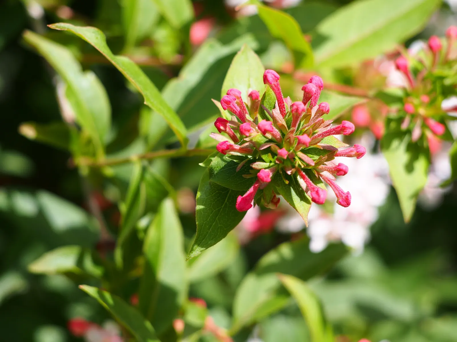 Fragrant Abelia (Abelia Mosanensis) — Its green foliage turns to alluring hues of orange and red in fall; shrub for full or half or shade
