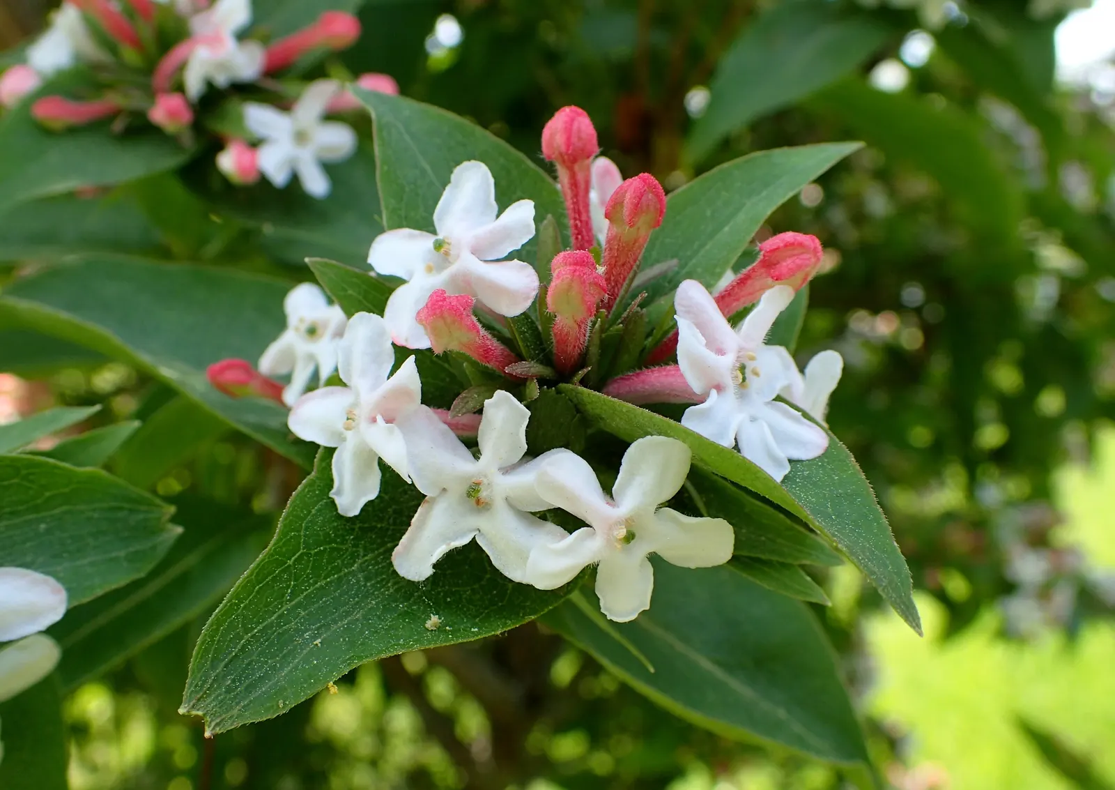 Fragrant Abelia (Abelia Mosanensis) — Abelia mosanensis provides an exceptional sensory experience for any garden setting; the Fragrant Abelia (Abelia