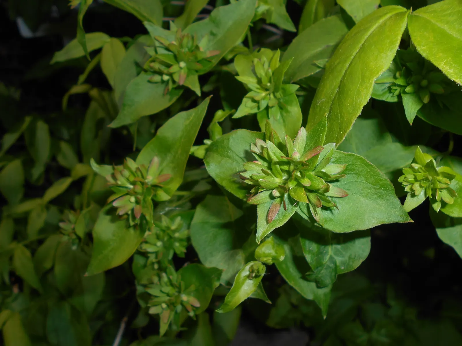 Fragrant Abelia (Abelia Mosanensis) — measuring about 2 to 3 inches long