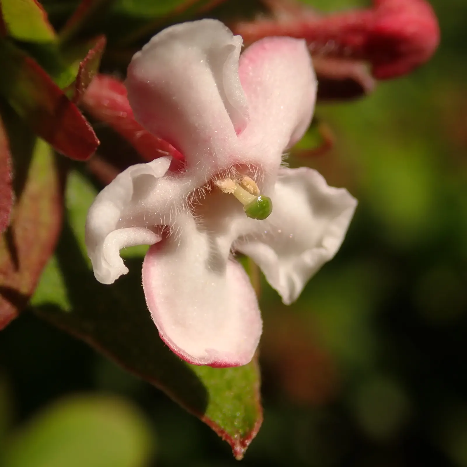 Fragrant Abelia (Abelia Mosanensis) — provide a lush backdrop for the flowers and transition to a dramatic bronze-purple hue come fall