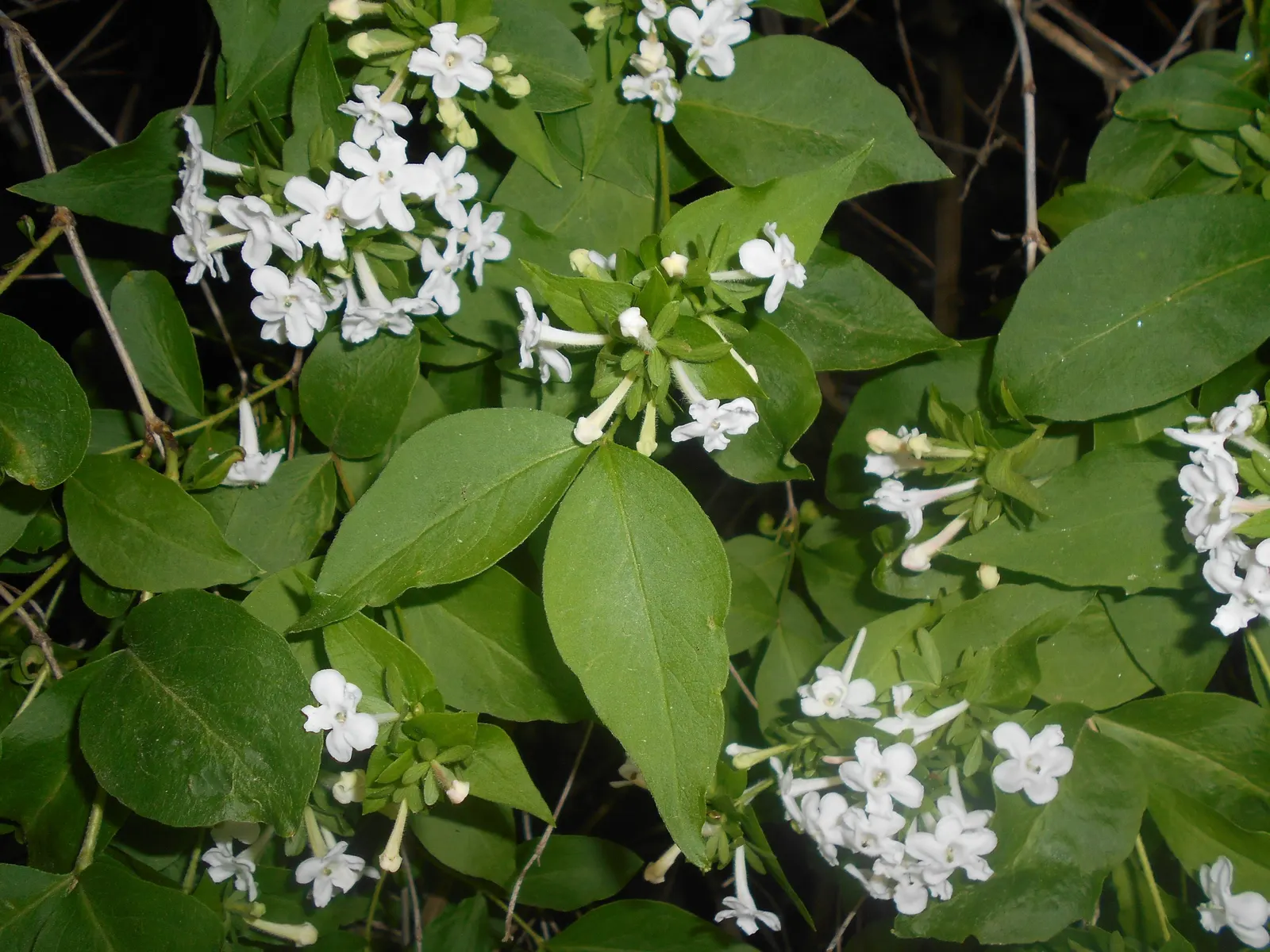 Fragrant Abelia (Abelia Mosanensis) — it withstands winter temperatures down to -20&deg;F.<br><br>When integrating the Fragrant Abelia into a design; hardy in