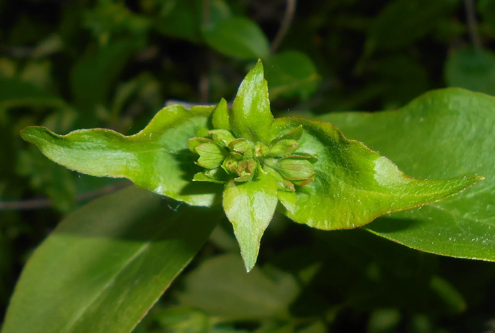 Fragrant Abelia (Abelia Mosanensis) — For optimal vigor and flowering, it is recommended to water regularly, particularly during extended dry spells