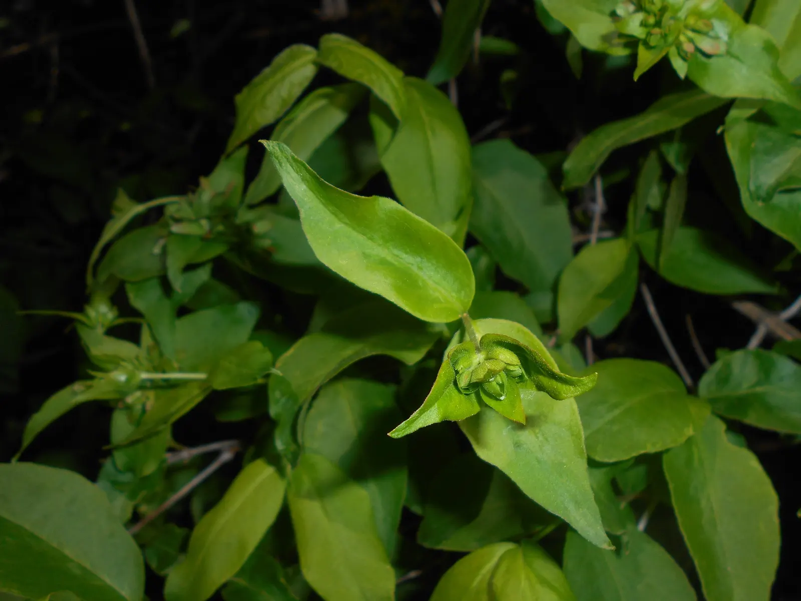 Fragrant Abelia (Abelia Mosanensis) — The Fragrant Abelia (Abelia mosanensis) is a charming deciduous shrub; offering a striking contrast within the