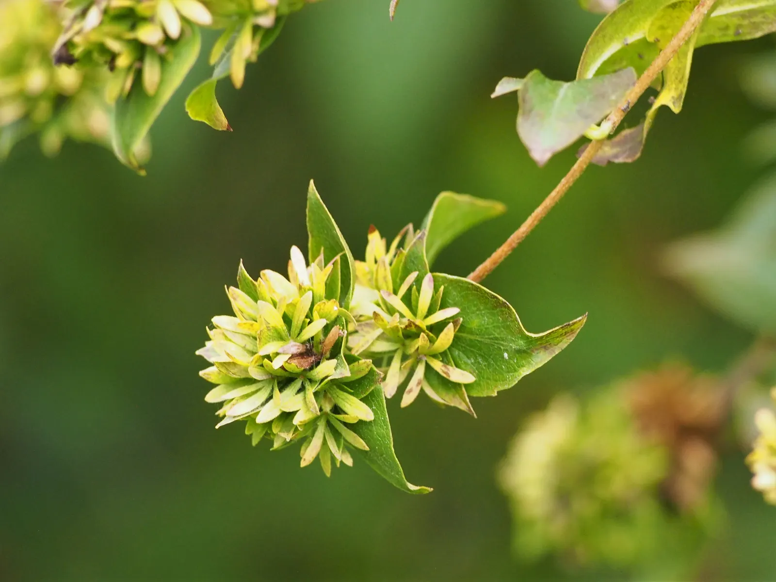 Fragrant Abelia (Abelia Mosanensis) — with pale pink to white blooms that exude a sweet; spicy scent detectable from considerable distance
