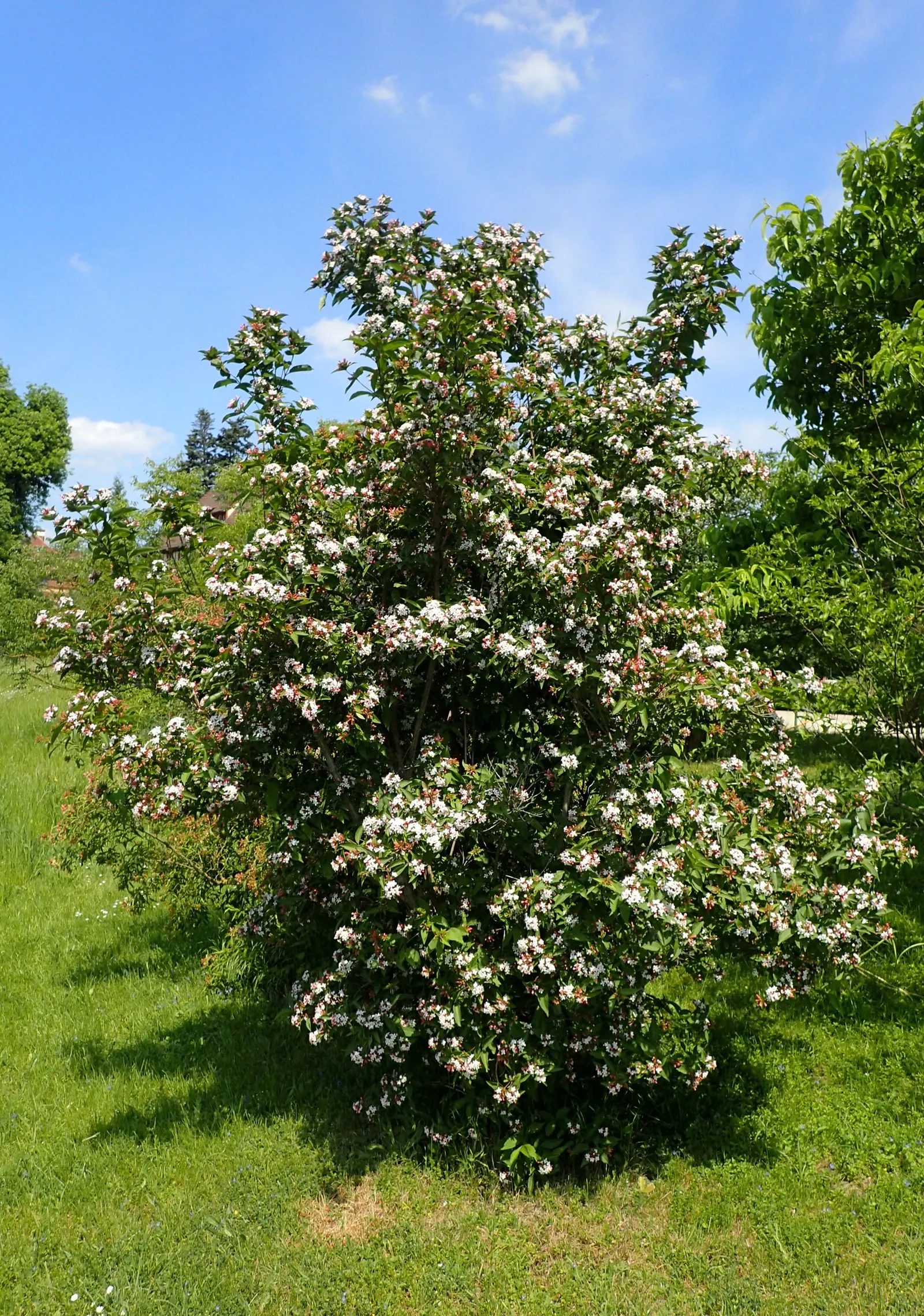 Fragrant Abelia (Abelia Mosanensis) — provide a lush backdrop for the flowers and transition to a dramatic bronze-purple hue come fall, image 38