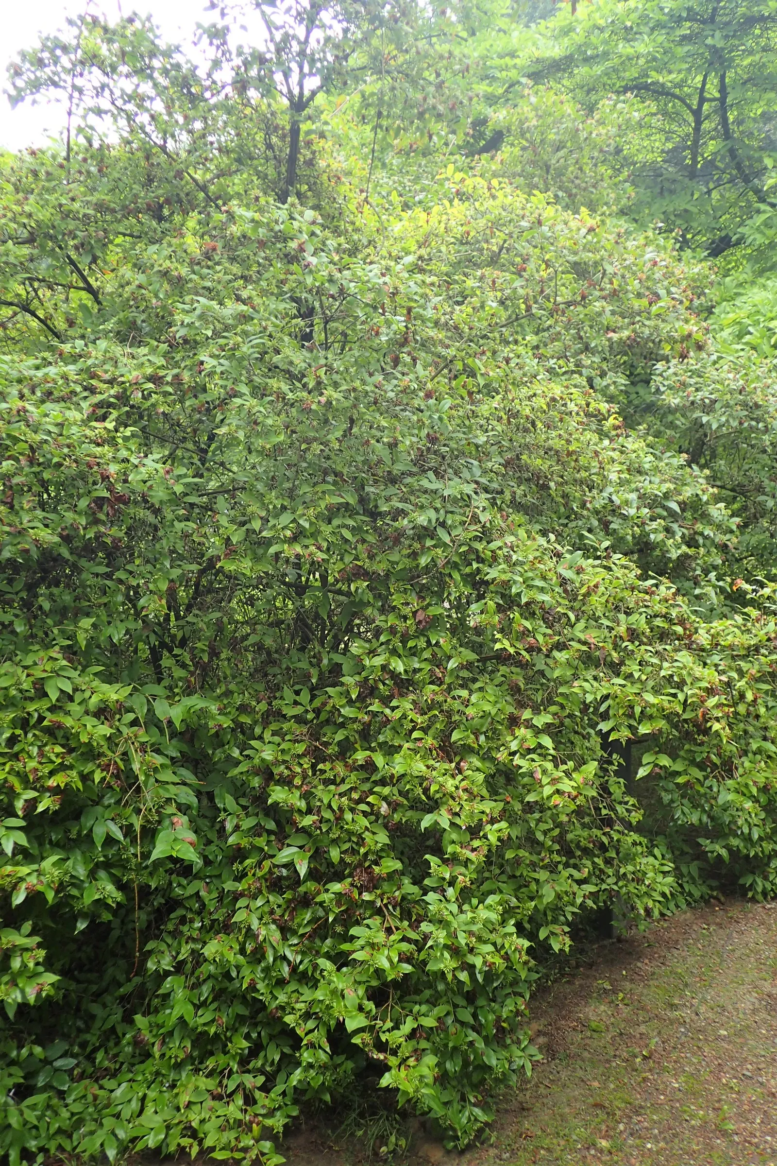 Fragrant Abelia (Abelia Mosanensis) — spicy scent detectable from considerable distance