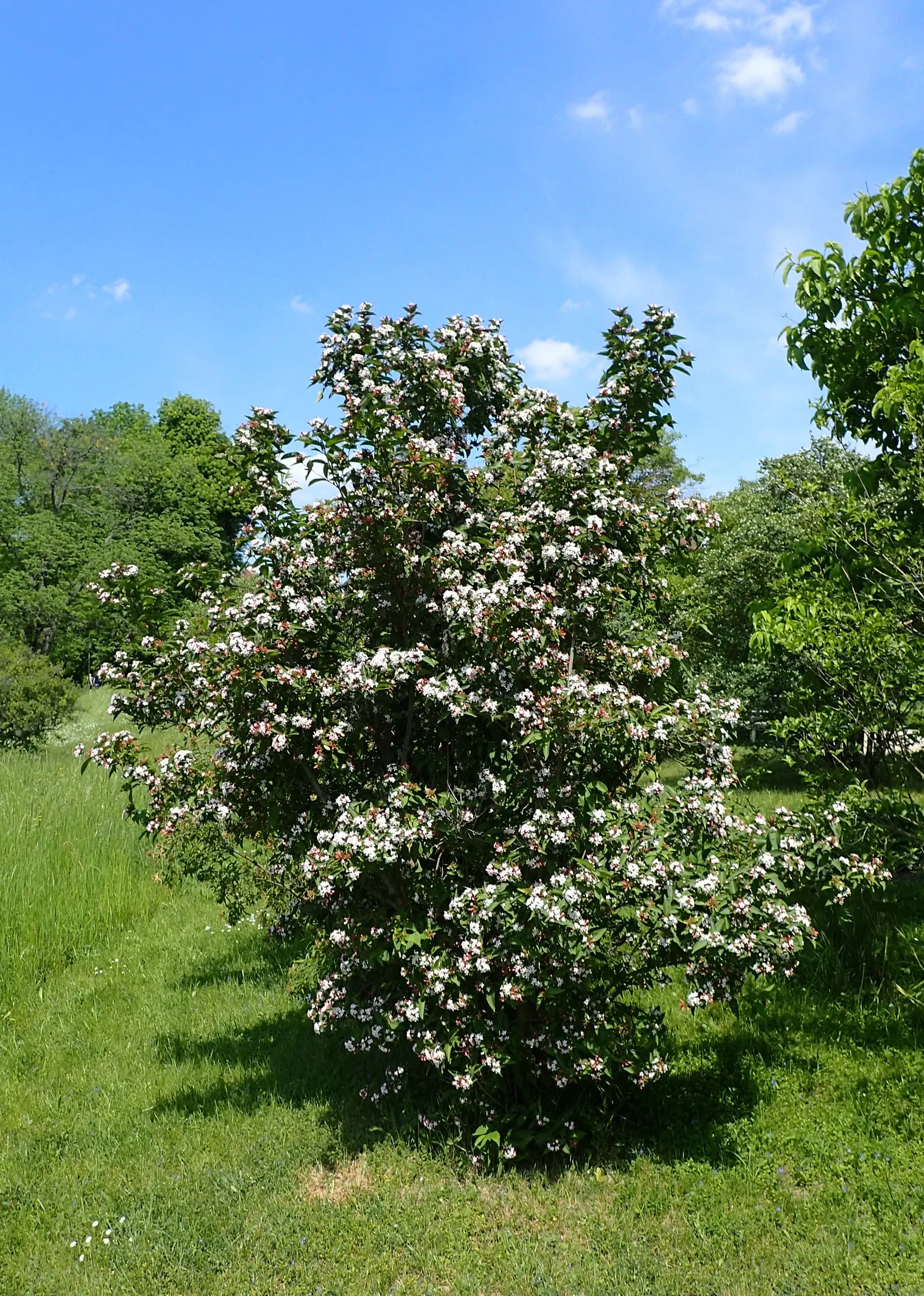 Fragrant Abelia (Abelia Mosanensis) — spicy scent detectable from considerable distance; it withstands winter temperatures down to -20&deg;F.<br><br>When