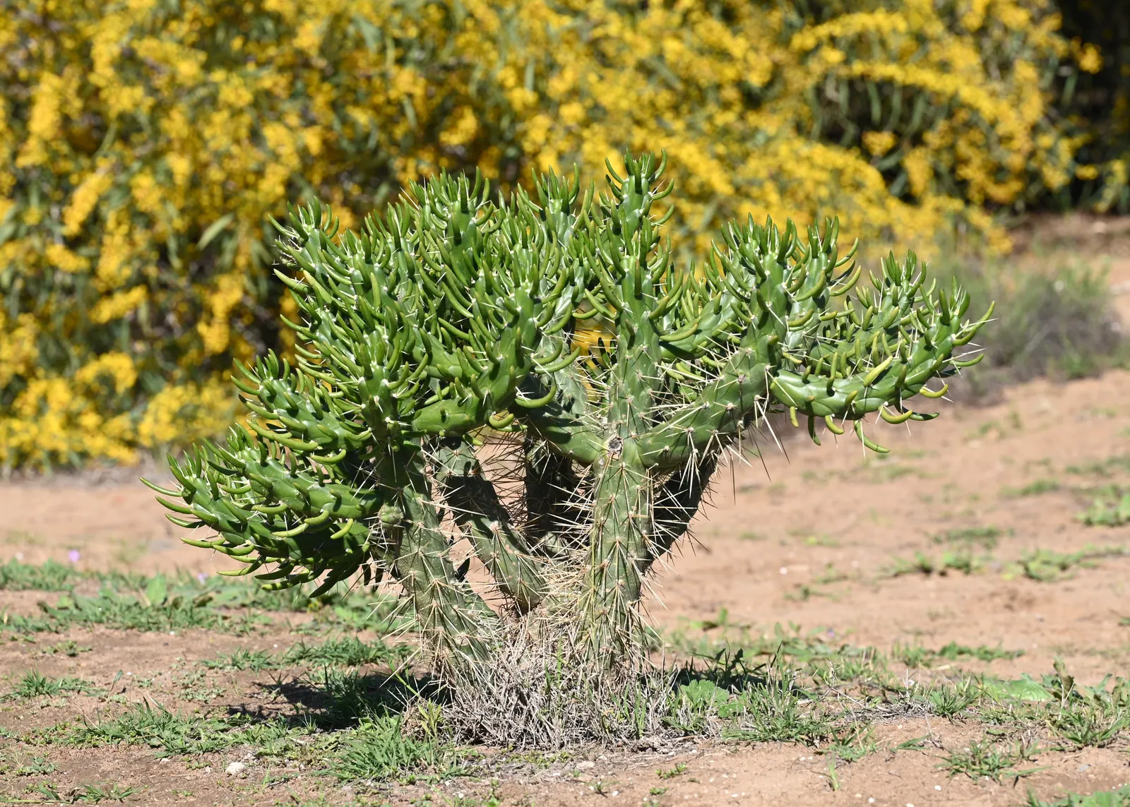 Eve's Needle (Opuntia Subulata) — Ideal for xeriscaping and adds exotic flair to a warm climate landscape