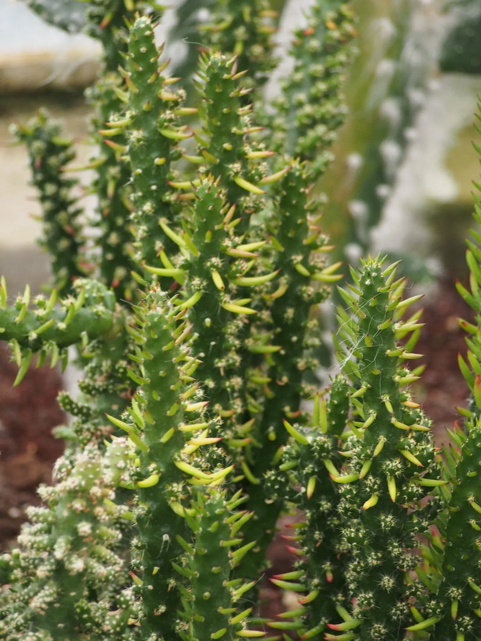 Eve's Needle (Opuntia Subulata) — Ideal for xeriscaping and adds exotic flair to a warm climate landscape; originating from the high altitudes of Peru and