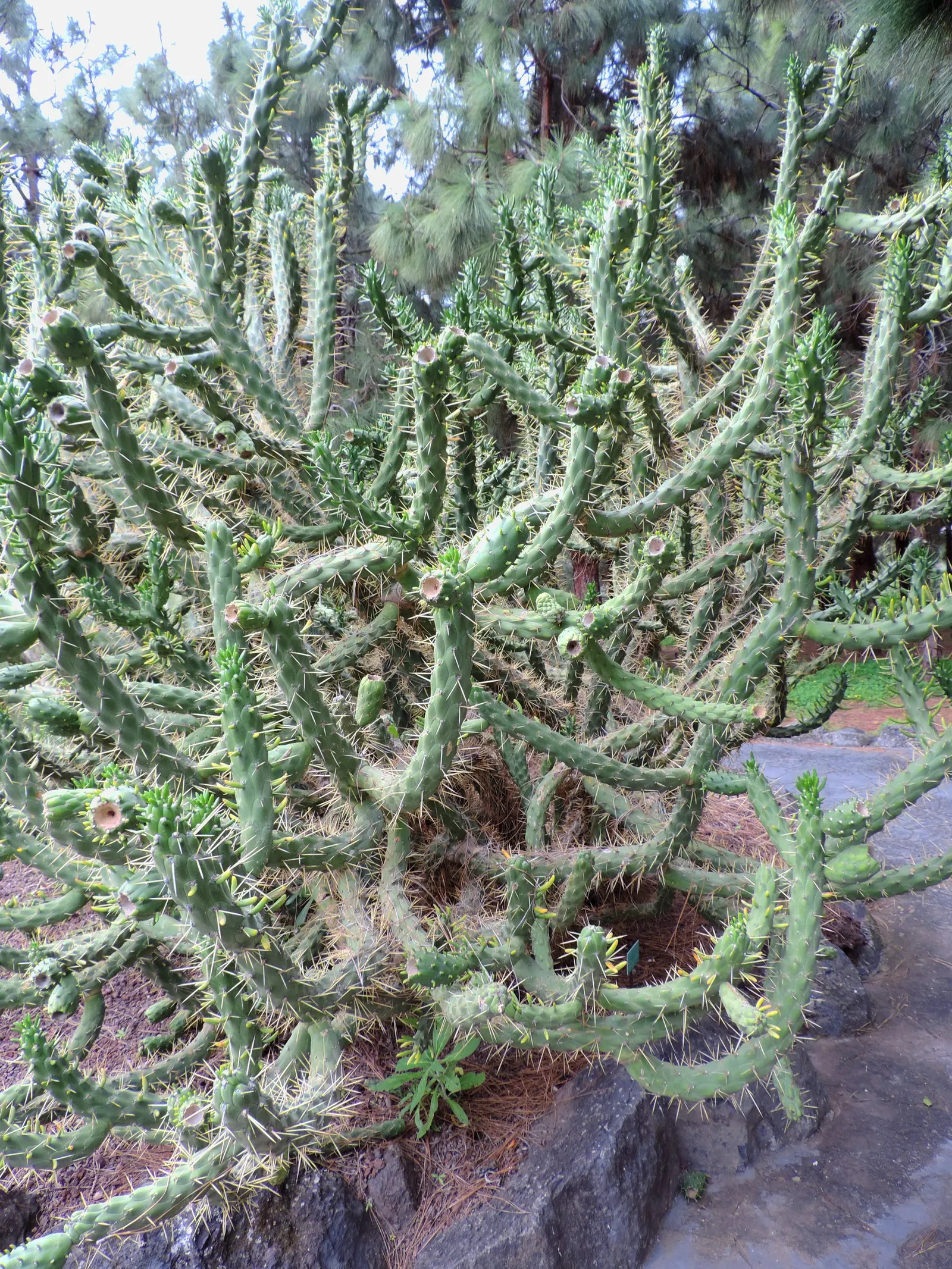 Eve's Needle (Opuntia Subulata) — This low-maintenance plant demands minimal water