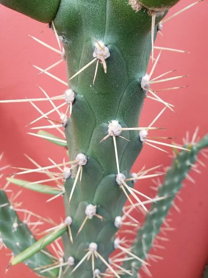 Eve's Needle (Opuntia Subulata) — a fundamental consideration when planning its placement within the design