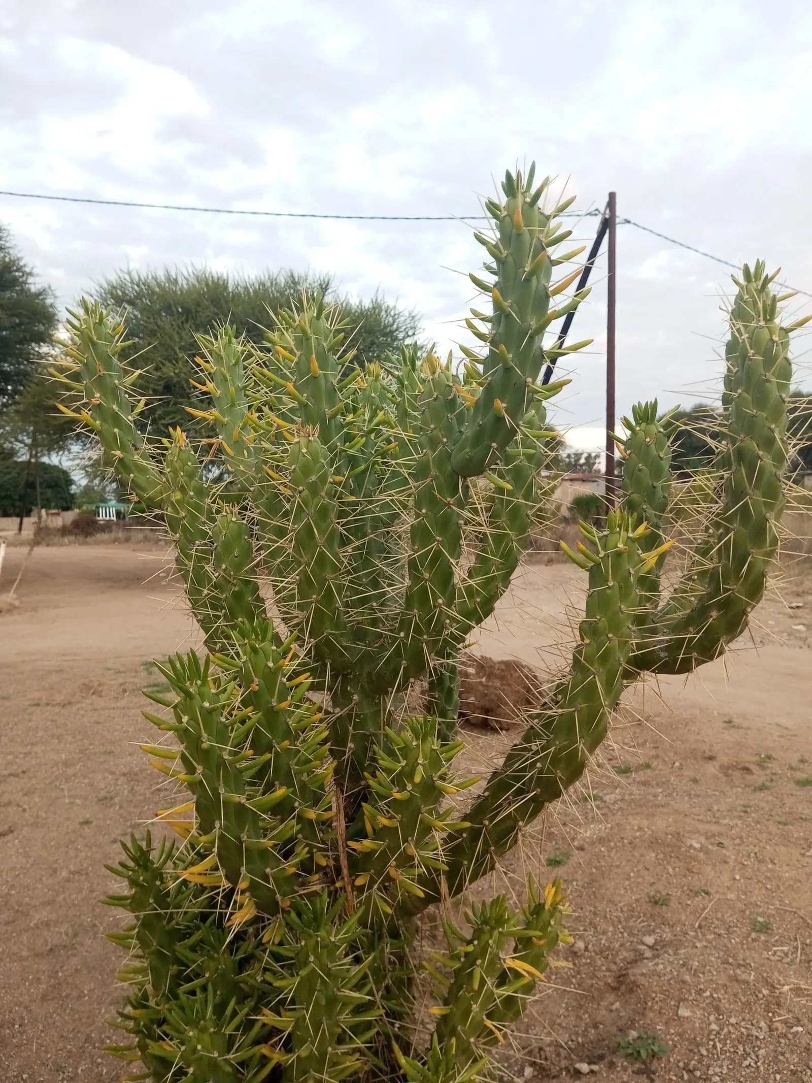 Eve's Needle (Opuntia Subulata) — succulent with red blooms
