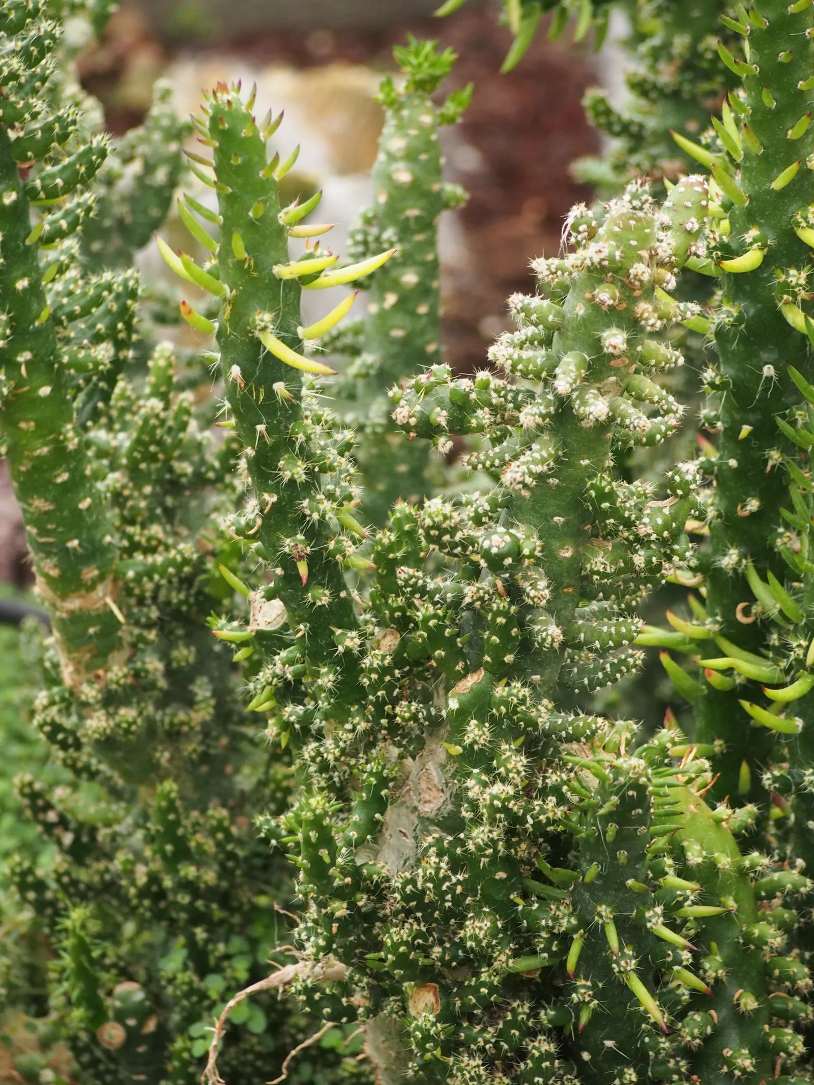 Eve's Needle (Opuntia Subulata) — Its preference for full sun aligns with its native mountainous and arid environments