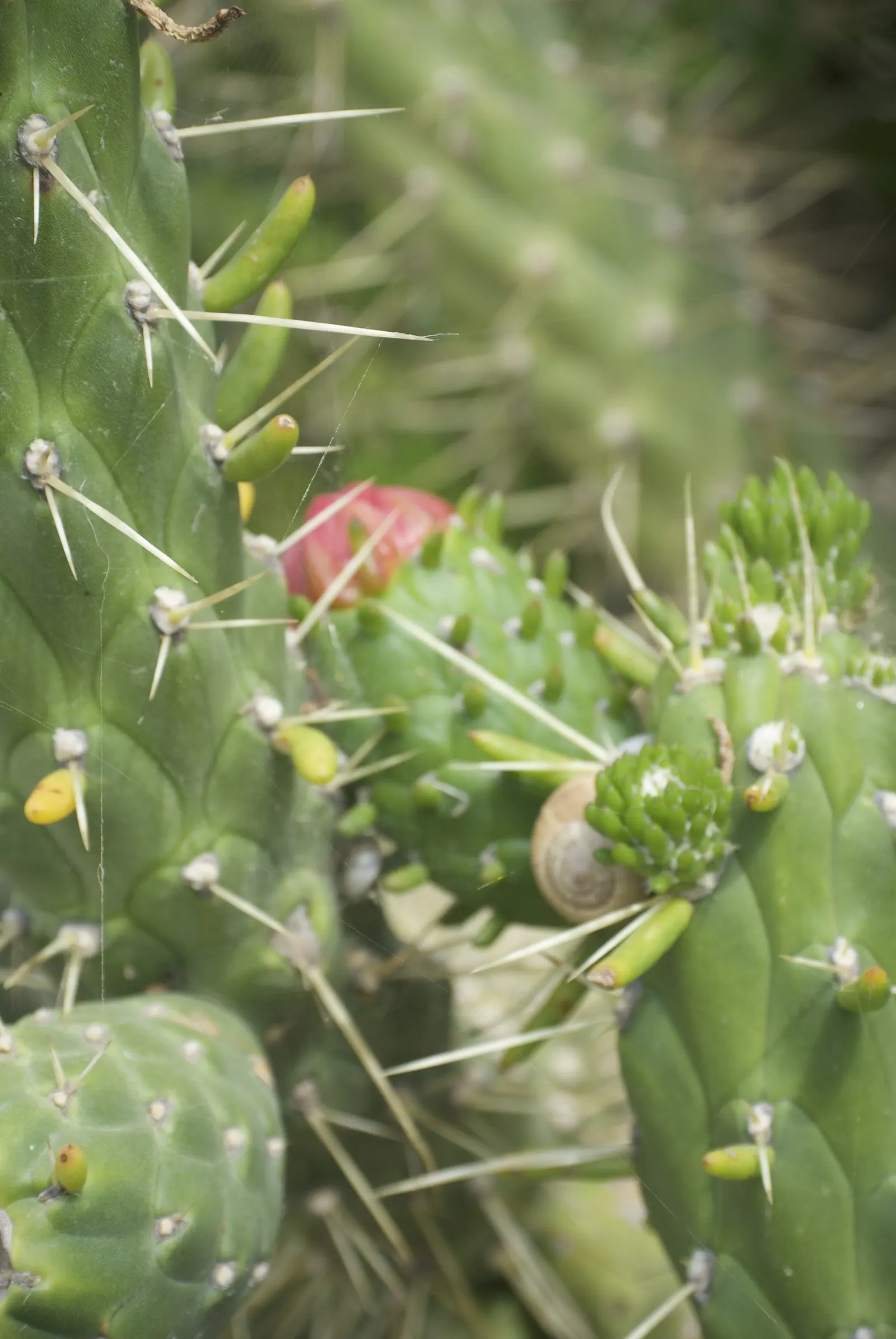 Eve's Needle (Opuntia Subulata) — red flowers in the garden