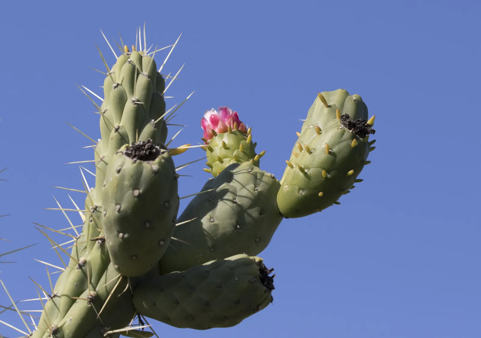 Eve's Needle (Opuntia Subulata) — this plant is notable for its cylindrical; are a vivid green and are covered with areoles from which sharp spines