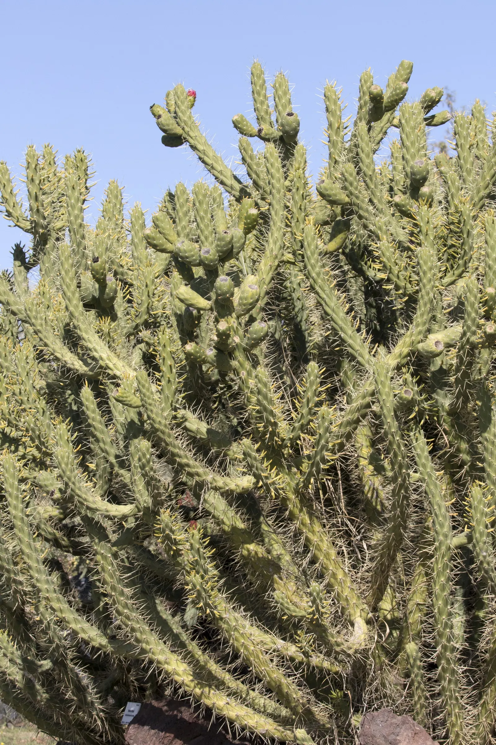 Eve's Needle (Opuntia Subulata) — Hardy and drought-resistant, this cactus thrives in full sun with minimal water, requiring well-draining soil; eve's Needle
