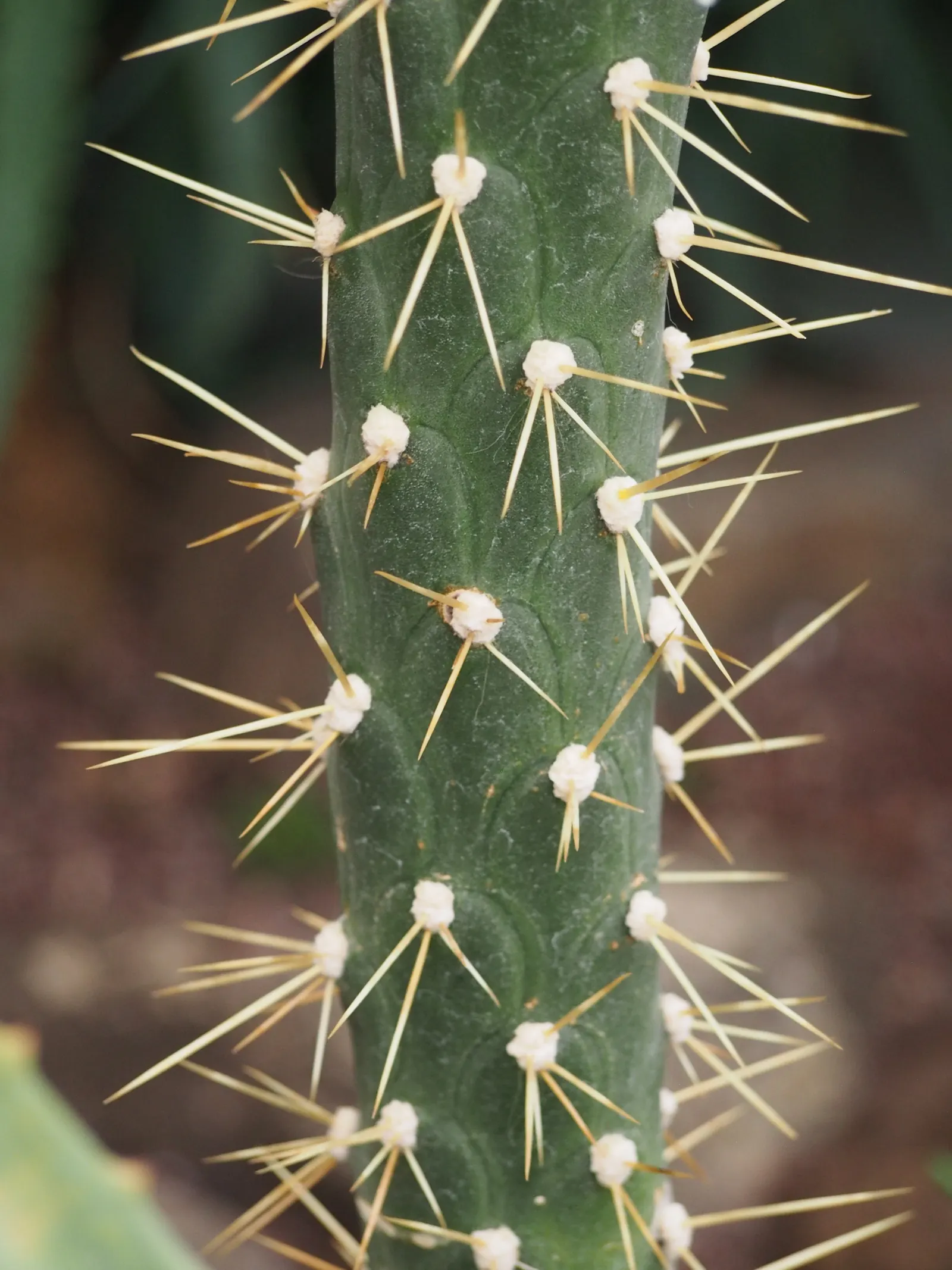 Eve's Needle (Opuntia Subulata) — approximately 2 to 3 inches in diameter