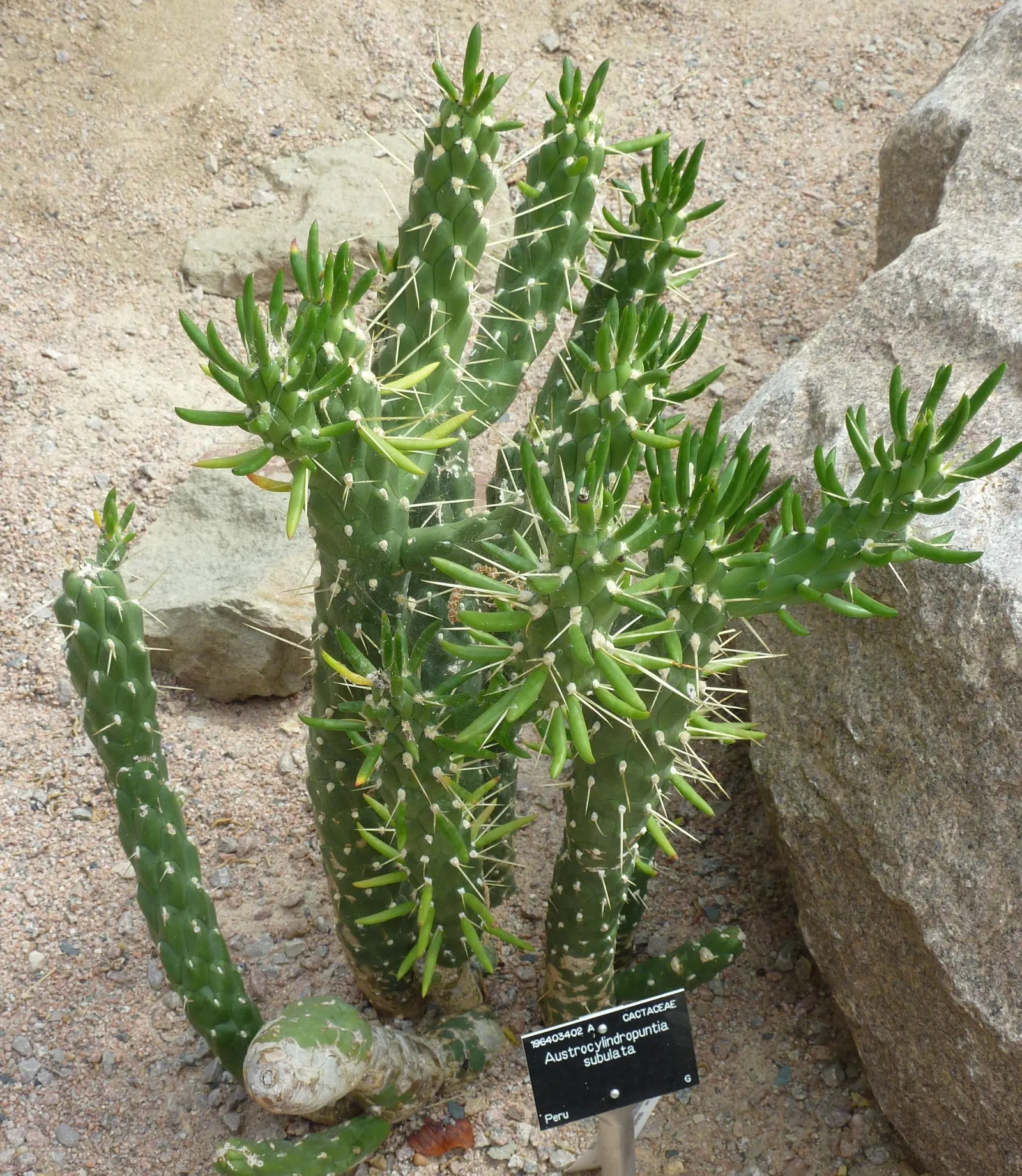 Eve's Needle (Opuntia Subulata) — this plant is notable for its cylindrical