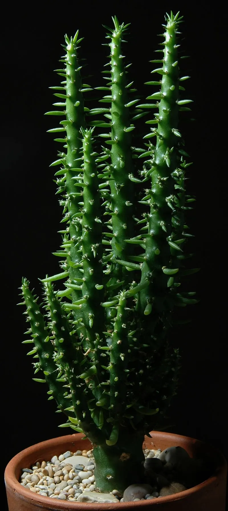 Eve's Needle (Opuntia Subulata) — Eve's Needle, Opuntia subulata, stands out with its cylindrical, green stems reaching up to 13 feet; hardy and