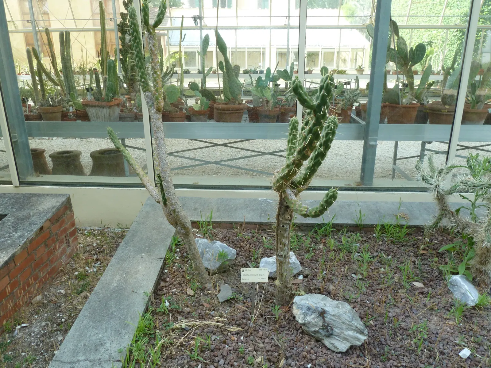 Eve's Needle (Opuntia Subulata) — succulent for full or half