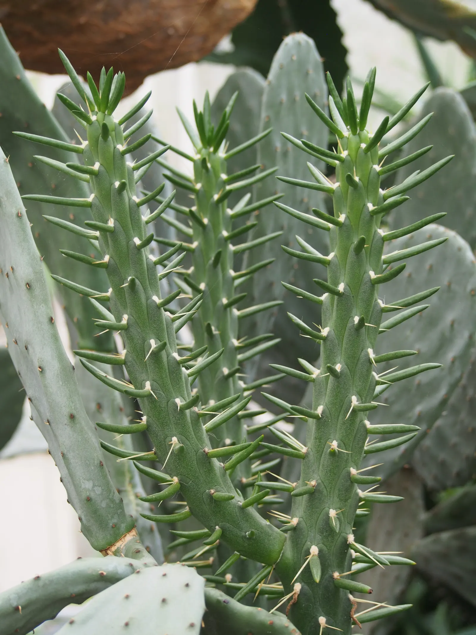 Eve's Needle (Opuntia Subulata) — scientifically named Opuntia subulata