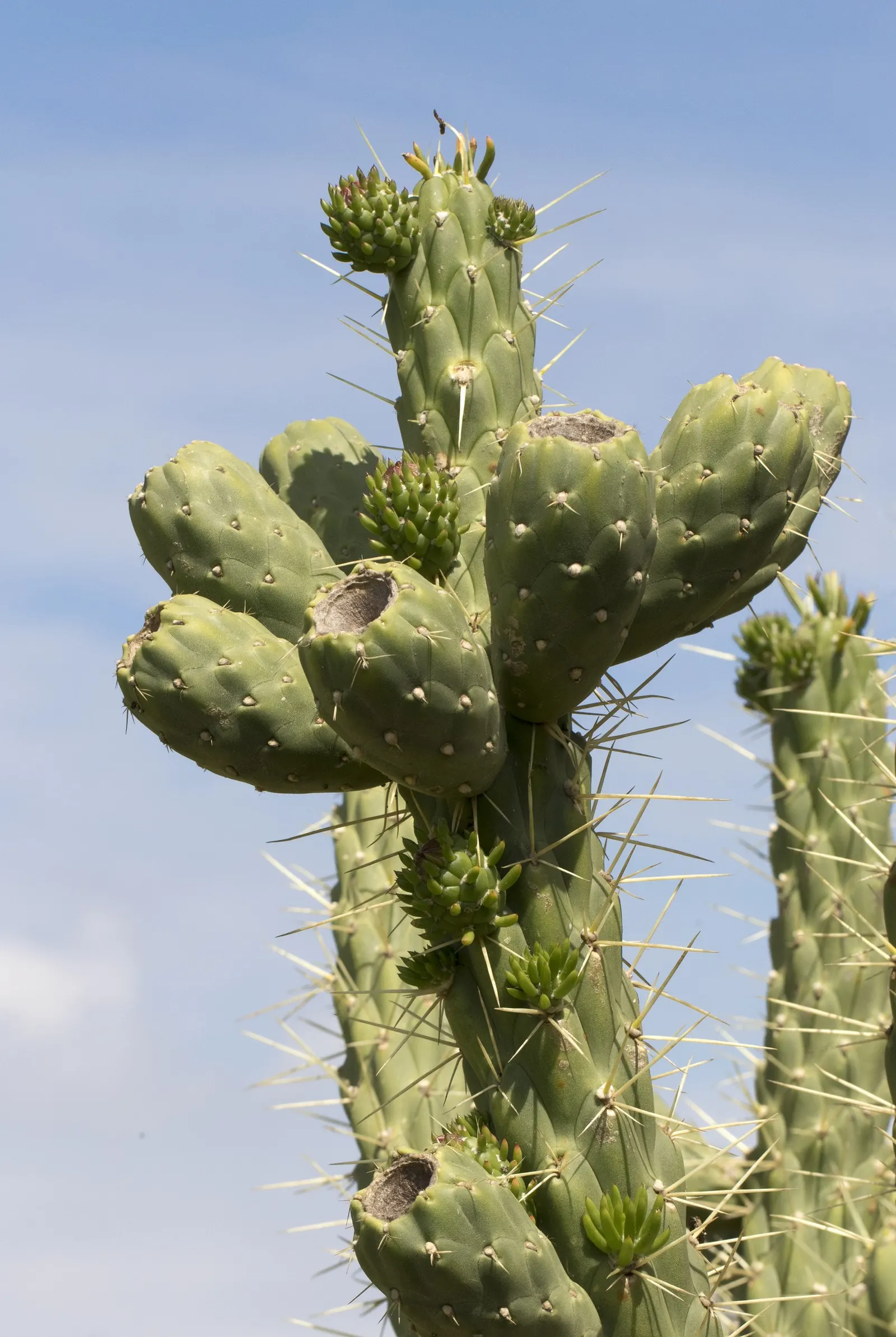 Eve's Needle (Opuntia Subulata) — scientifically named Opuntia subulata; although it can tolerate some partial shade