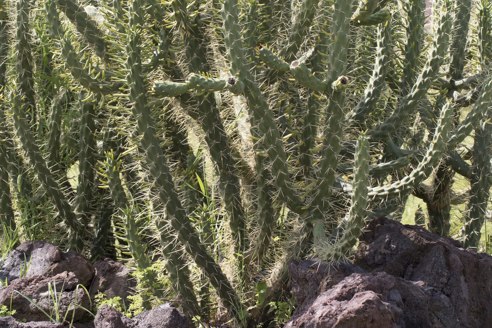 Eve's Needle (Opuntia Subulata) — adding a splash of color to the foliage's cool green