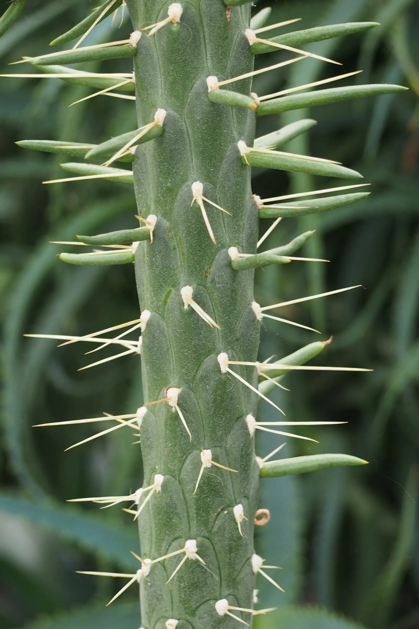 Eve's Needle (Opuntia Subulata) — making it a superb candidate for xeriscaping and arid-style garden designs