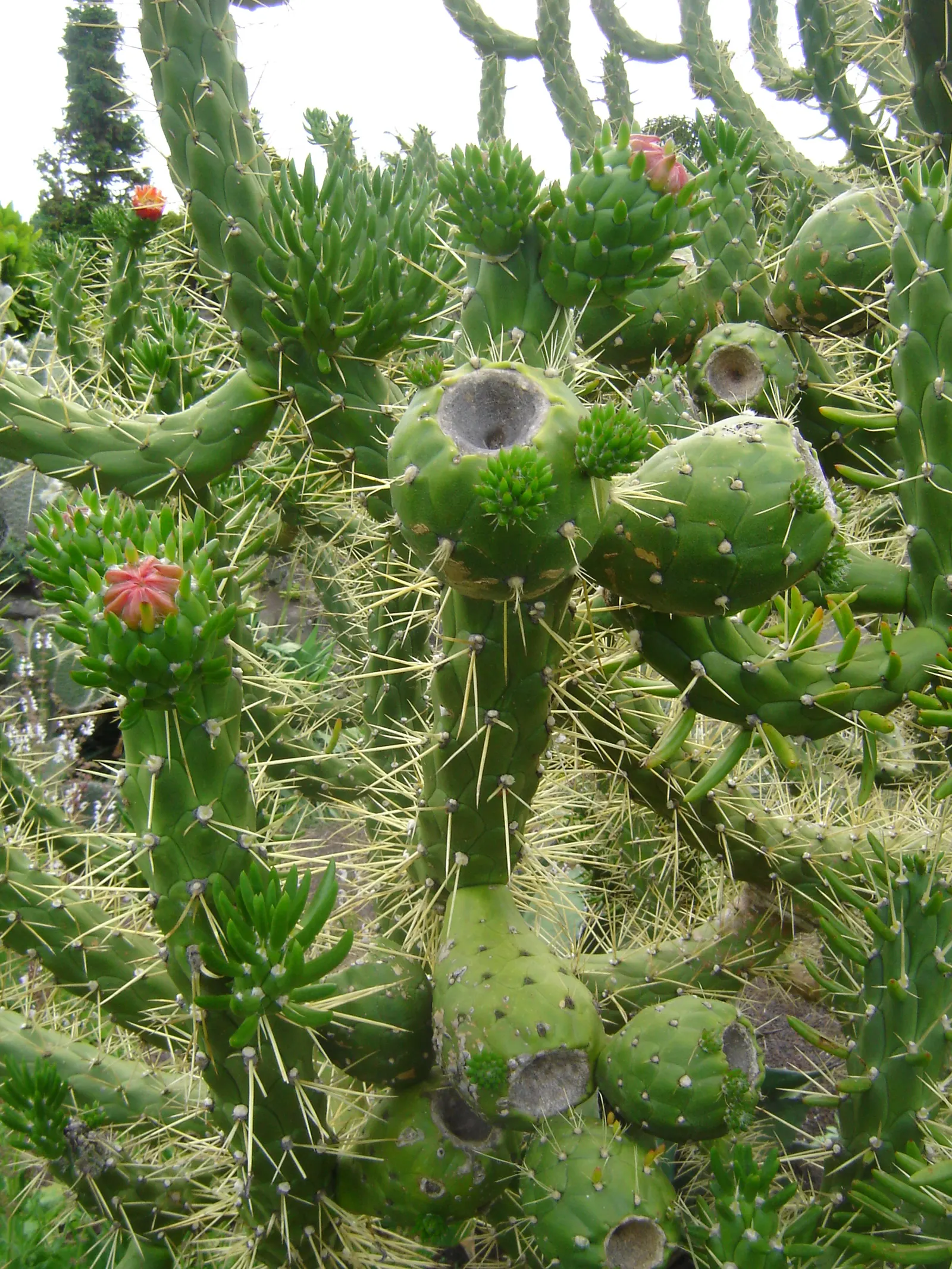 Eve's Needle (Opuntia Subulata) — Originating from the high altitudes of Peru and Ecuador; ideal for xeriscaping and adds exotic flair to a warm climate