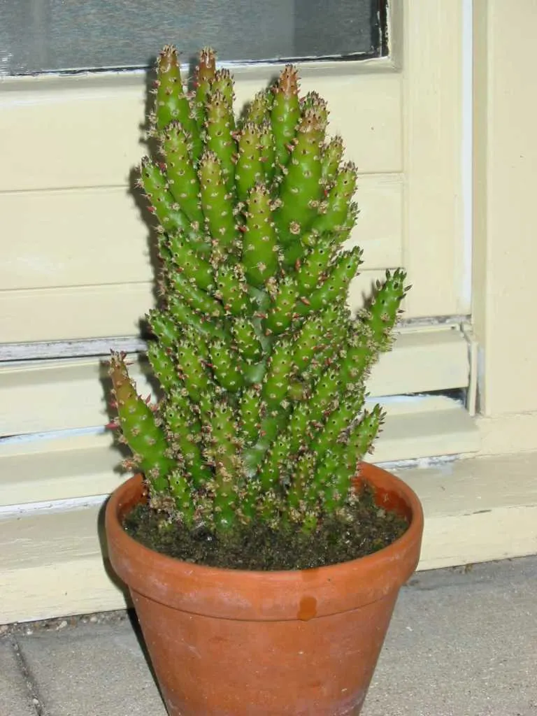 Eve's Needle (Opuntia Subulata) — reaching heights of approximately 12 to 16 feet when fully mature; it's vital to protect Eve's Needle from frost