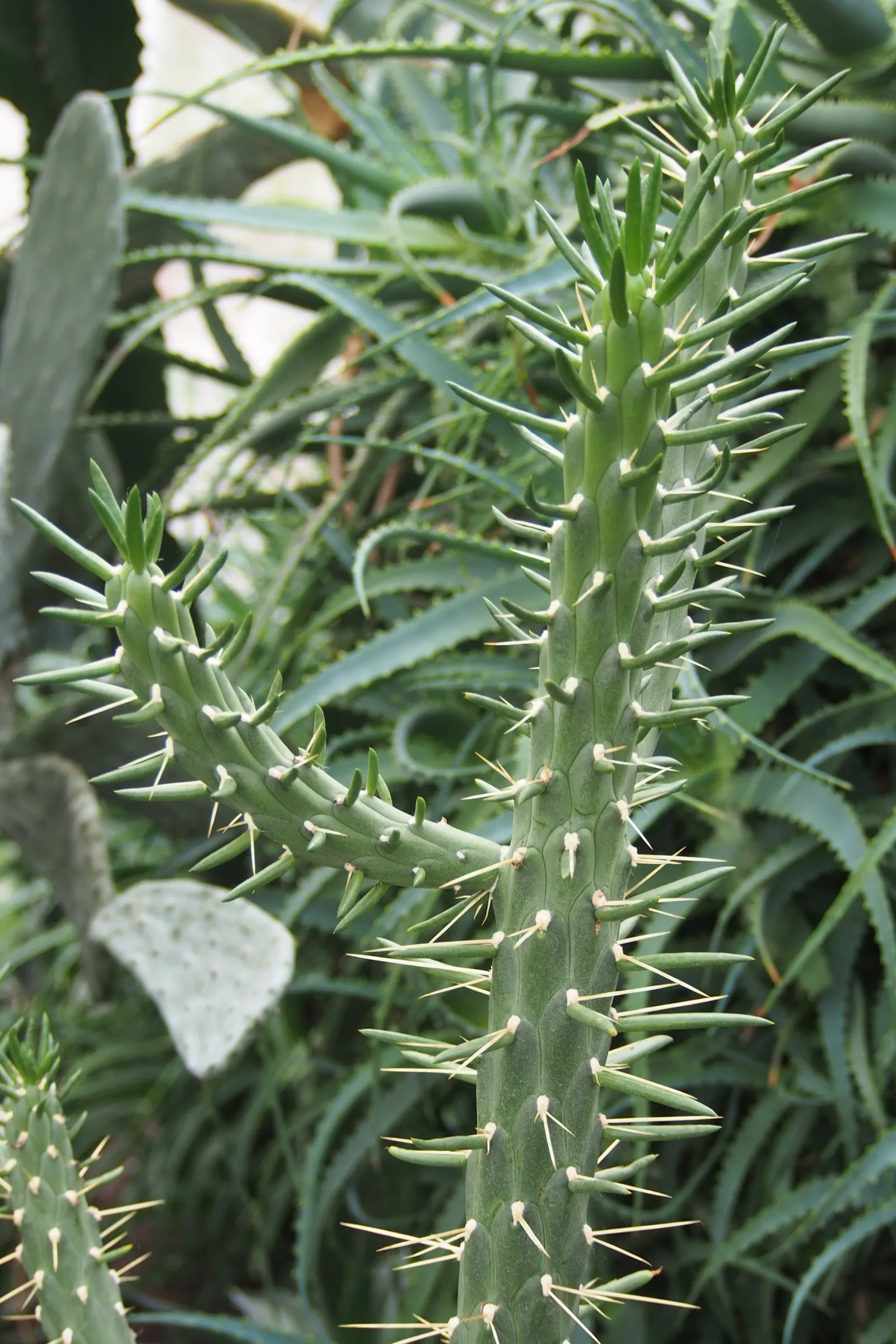 Eve's Needle (Opuntia Subulata) — Springtime blooms with small, red or yellow flowers