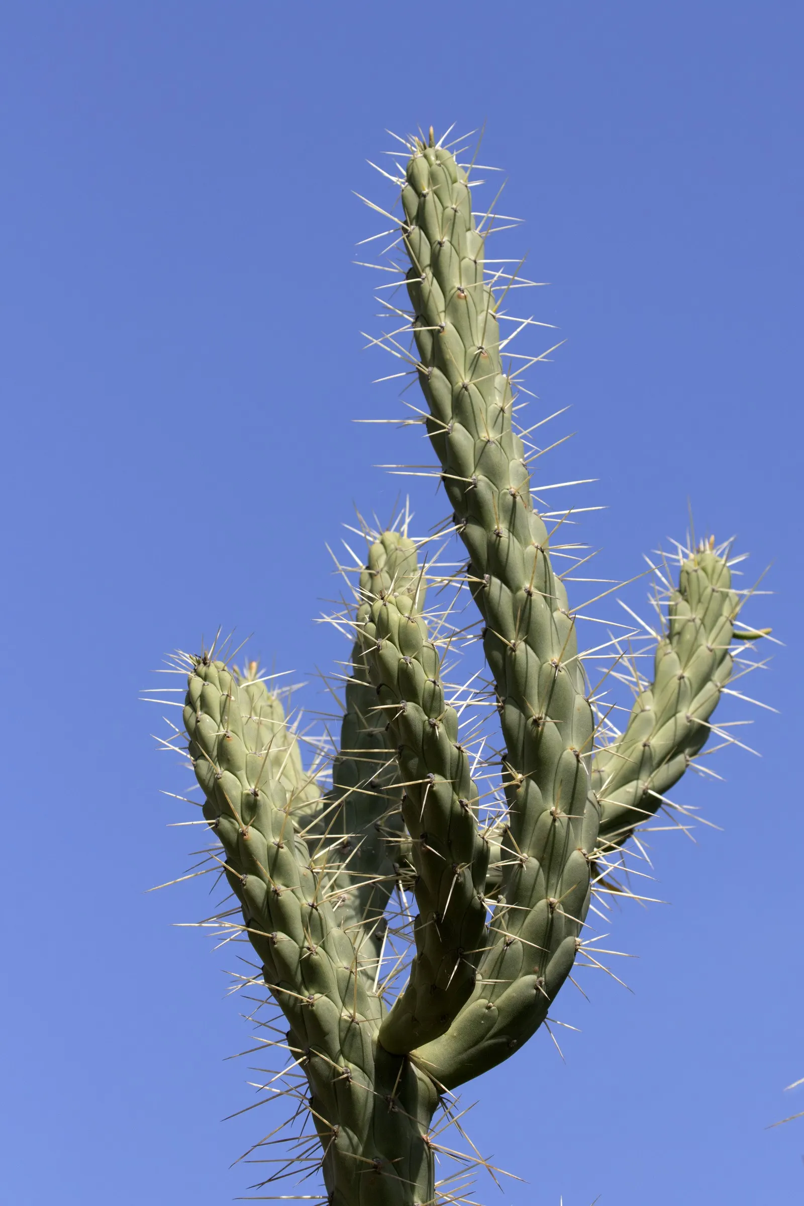 Eve's Needle (Opuntia Subulata) — are a vivid green and are covered with areoles from which sharp spines; this plant is notable for its cylindrical