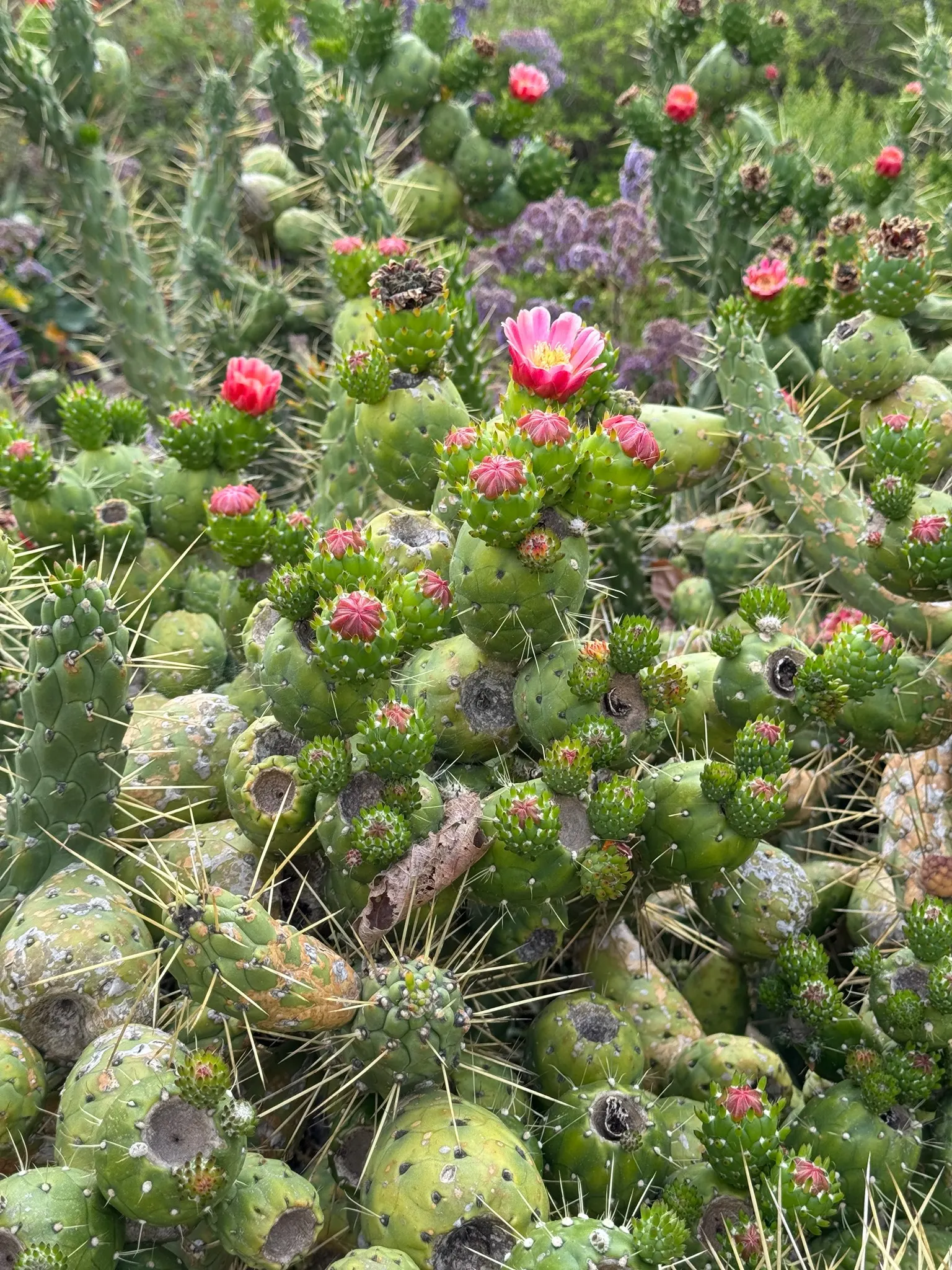 Eve's Needle (Opuntia Subulata) — Springtime blooms with small, red or yellow flowers; making it a superb candidate for xeriscaping and arid-style garden