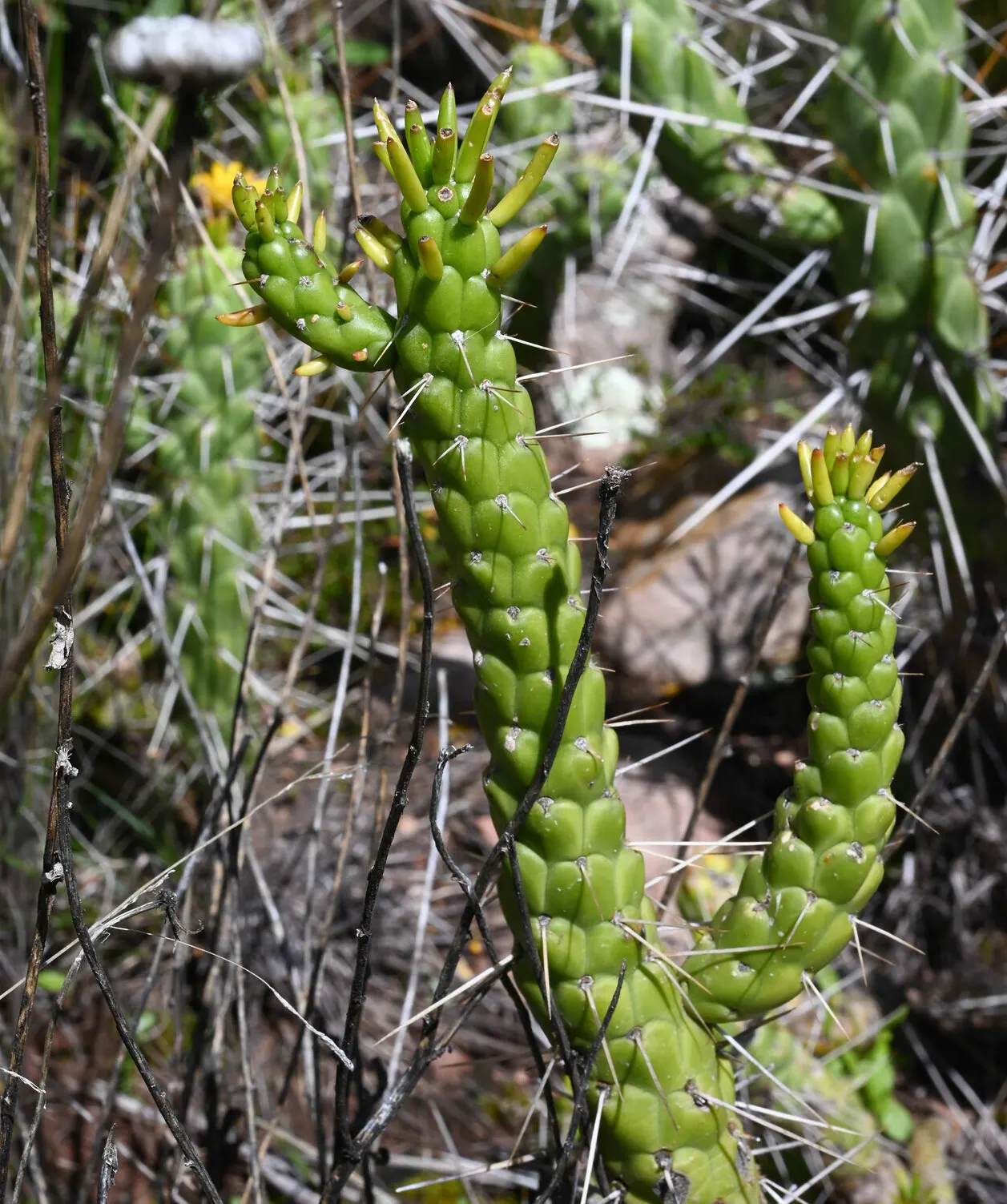 Eve's Needle (Opuntia Subulata) — approximately 2 to 3 inches in diameter; characterized by elongated, reddish-orange spines, its spiky form provides striking