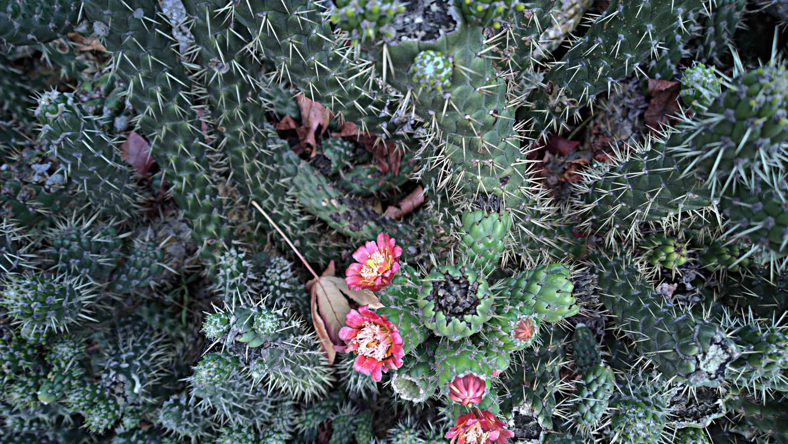 Eve's Needle (Opuntia Subulata) — reaching heights of approximately 12 to 16 feet when fully mature