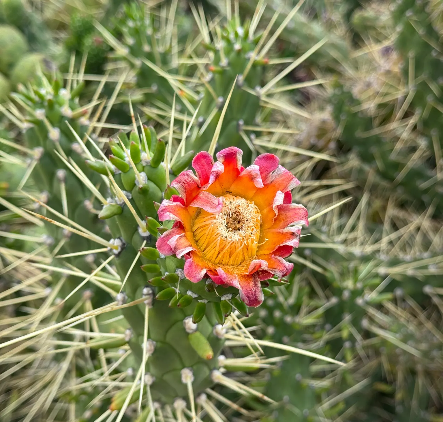 Eve's Needle (Opuntia Subulata) — is a striking succulent that commands attention in any landscape setting; red flowers in the garden