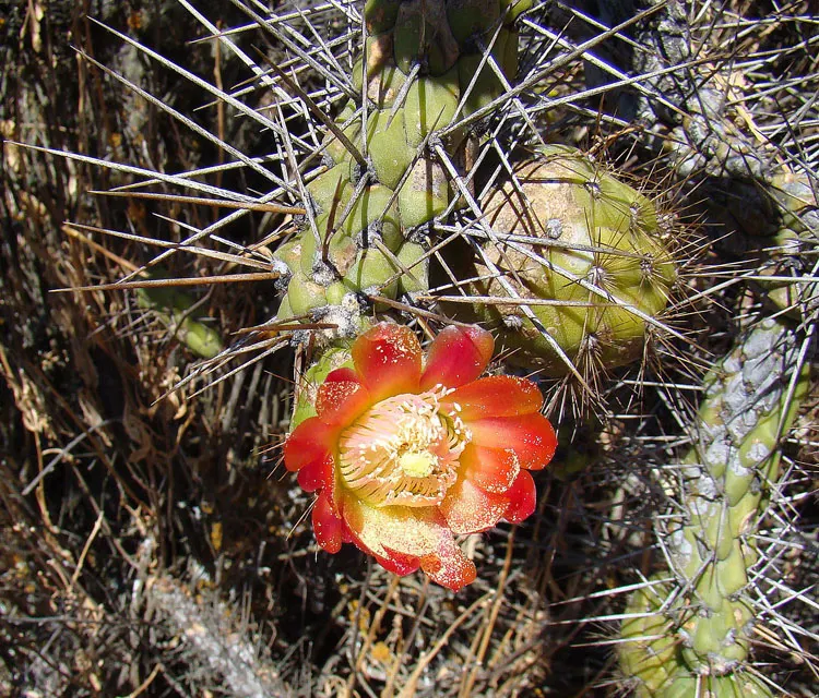 Eve's Needle (Opuntia Subulata) — it's vital to protect Eve's Needle from frost