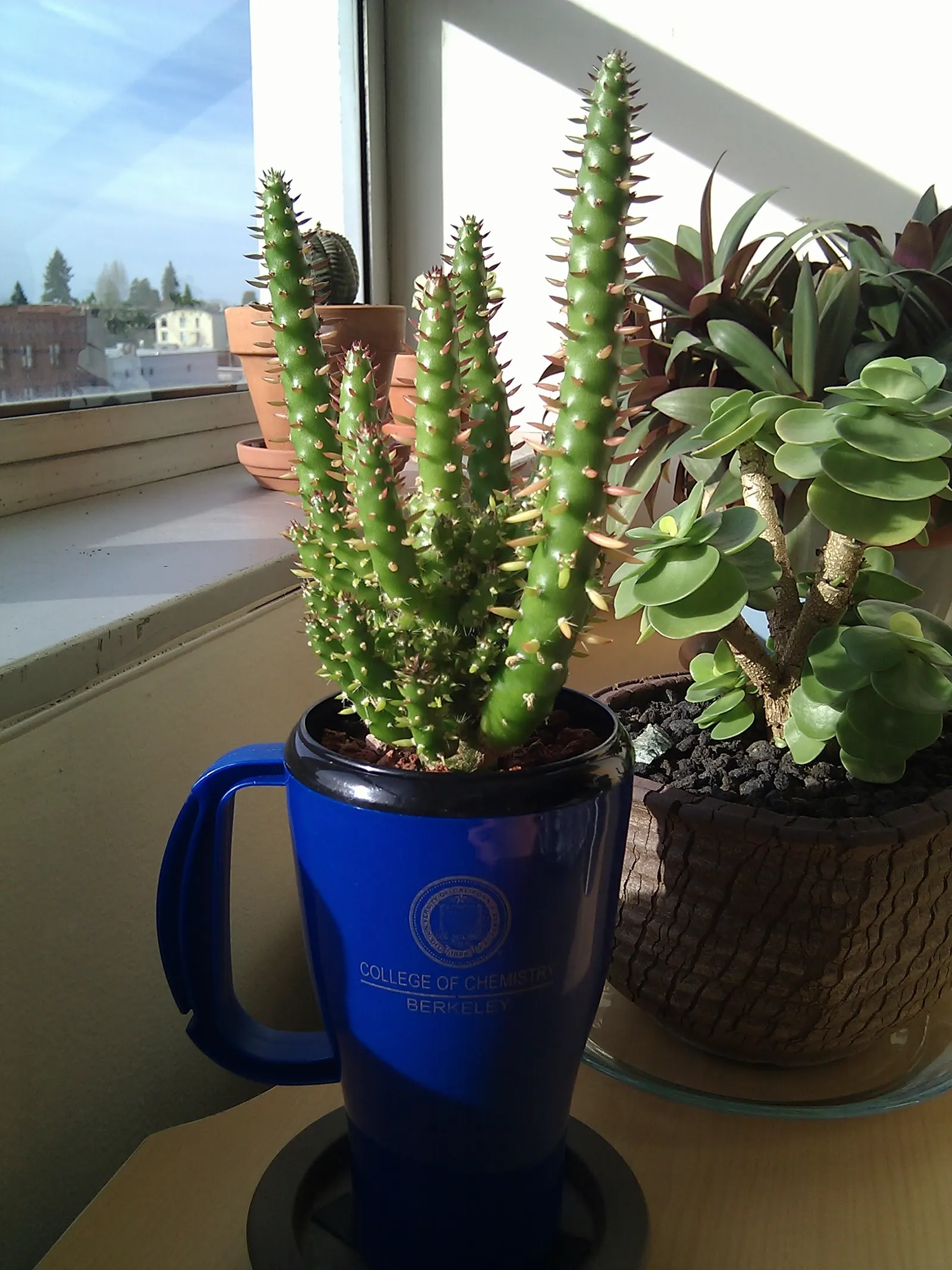Eve's Needle (Opuntia Subulata) — adhering to a 'less is more' approach