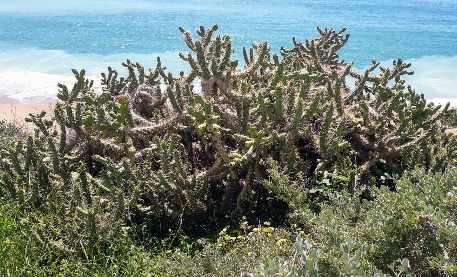 Eve's Needle (Opuntia Subulata) — is a striking succulent that commands attention in any landscape setting