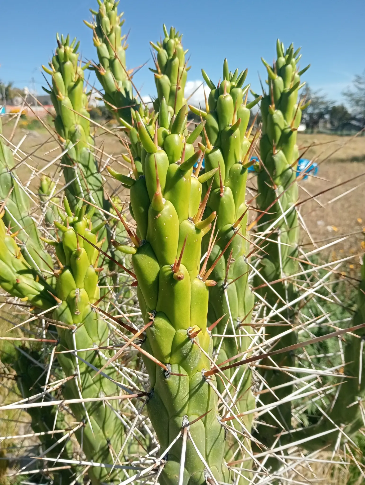 Eve's Needle (Opuntia Subulata) — Originating from the high altitudes of Peru and Ecuador