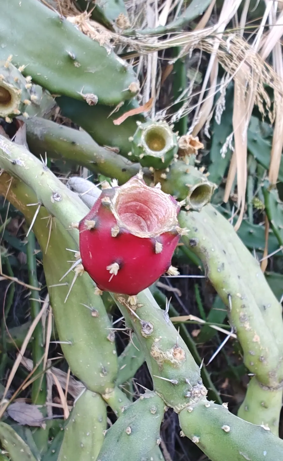 Eve's Needle (Opuntia Subulata) — are a vivid green and are covered with areoles from which sharp spines