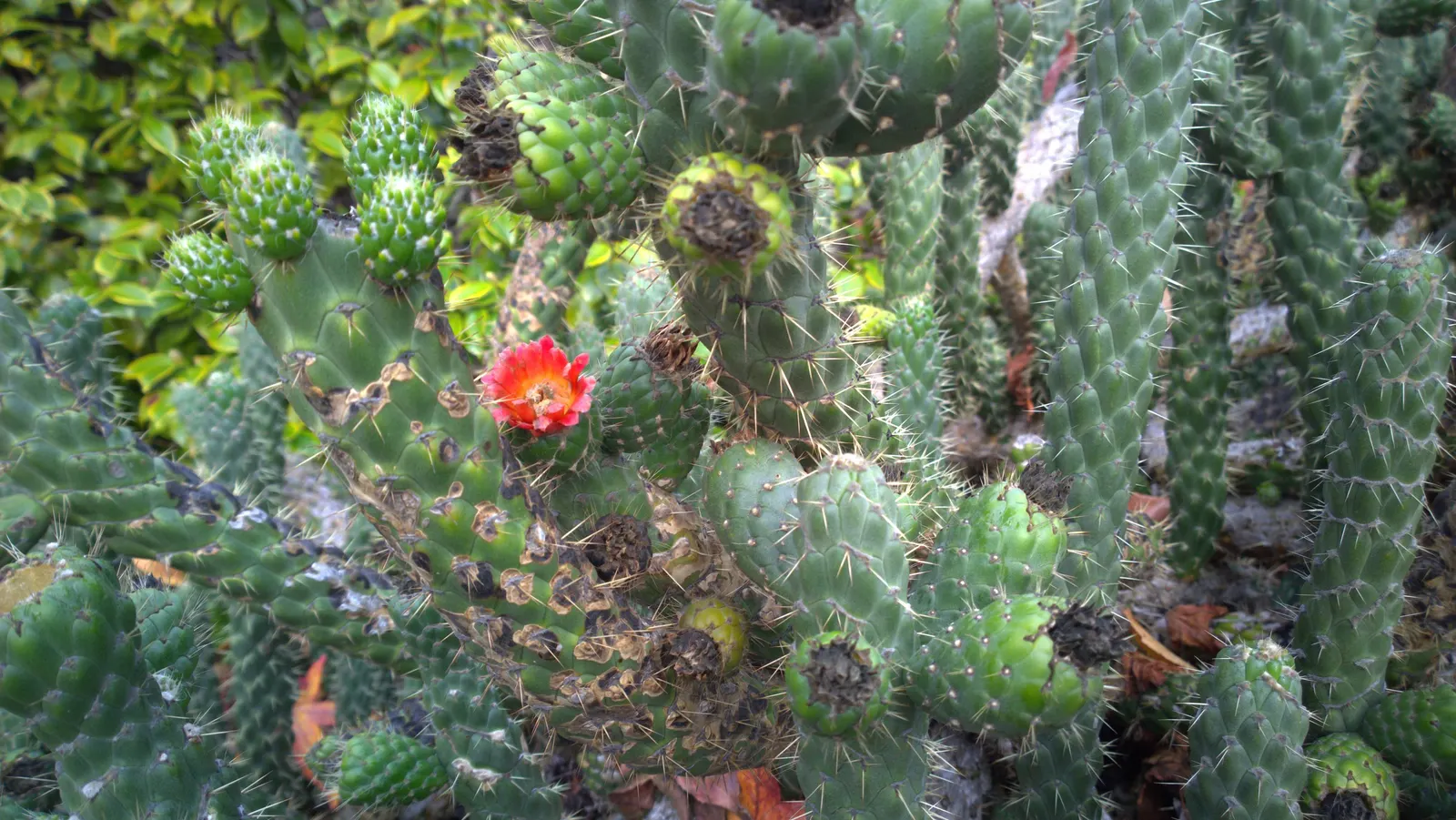 Eve's Needle (Opuntia Subulata) — Hardy and drought-resistant, this cactus thrives in full sun with minimal water, requiring well-draining soil