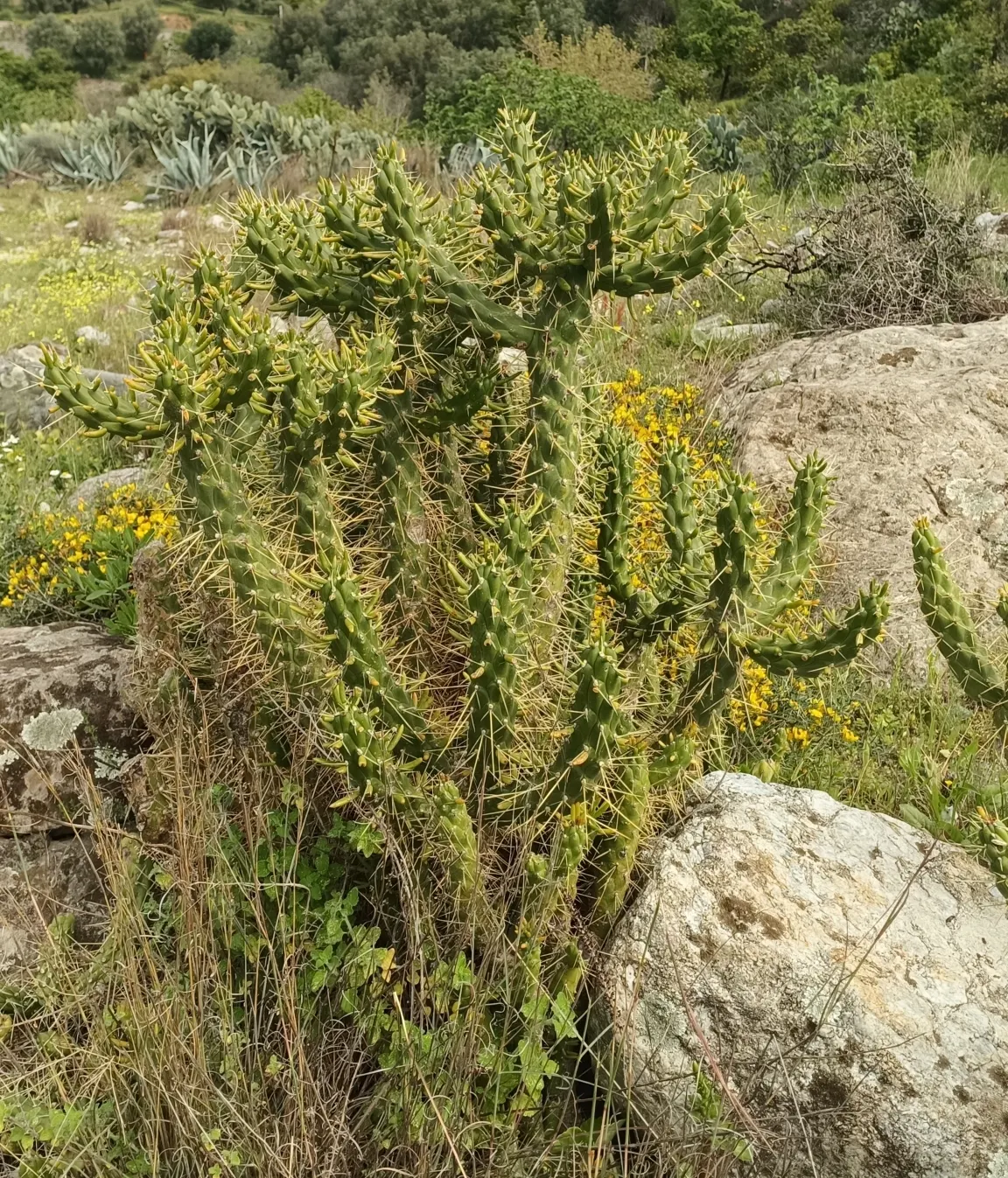 Eve's Needle (Opuntia Subulata) — Characterized by elongated, reddish-orange spines, its spiky form provides striking vertical interest