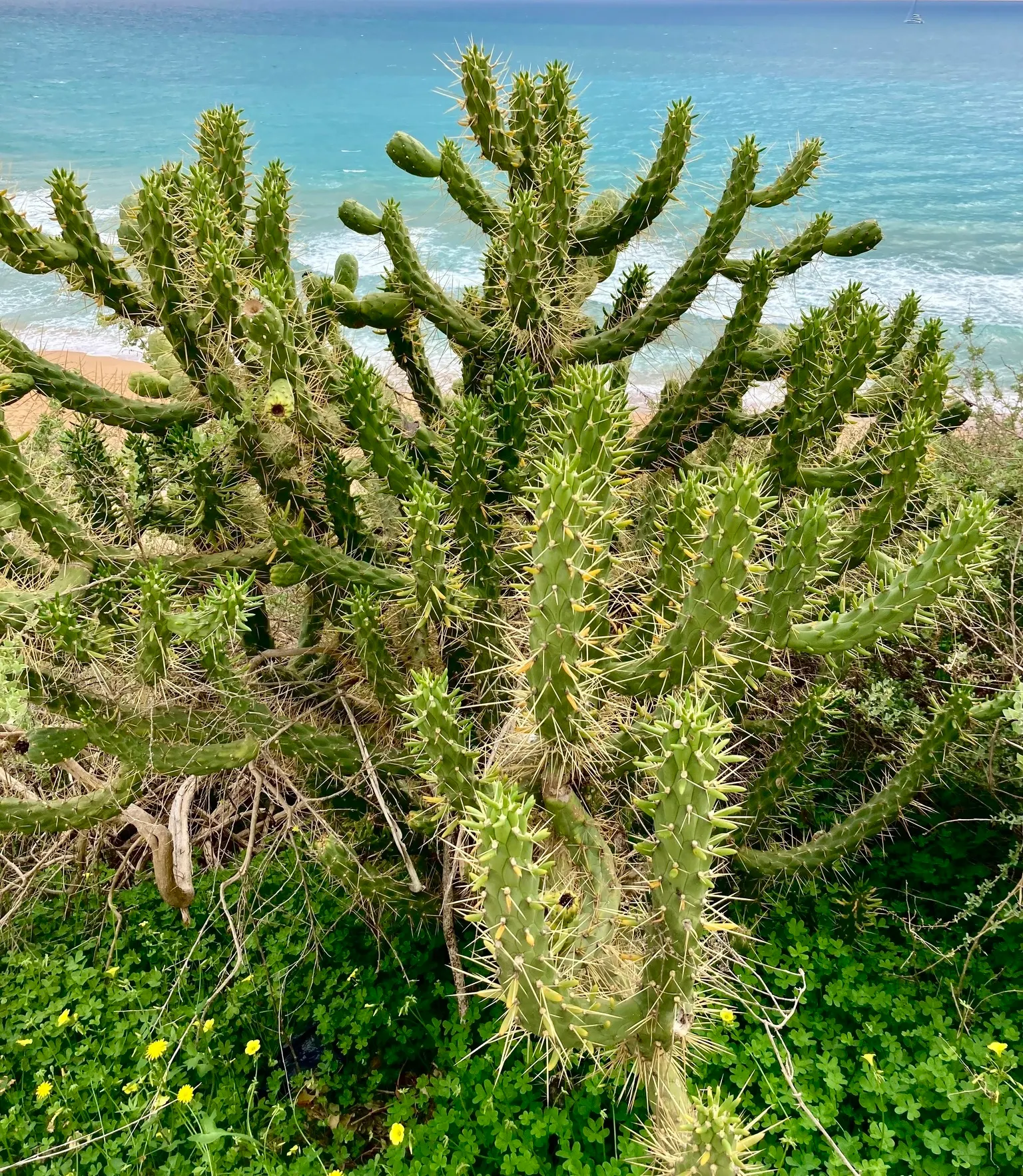 Eve's Needle (Opuntia Subulata) — Characterized by elongated, reddish-orange spines, its spiky form provides striking vertical interest; approximately 2 to 3