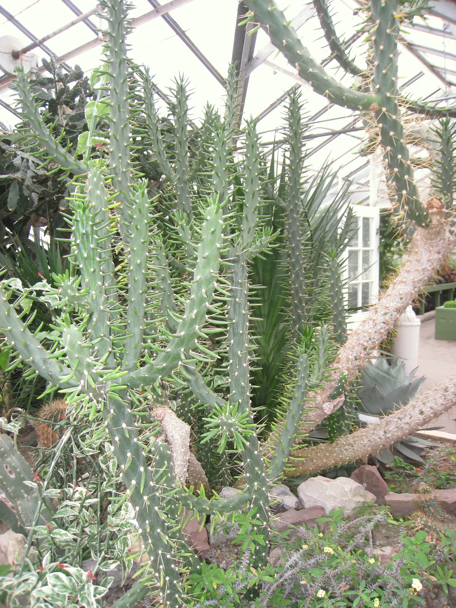 Eve's Needle (Opuntia Subulata) — Eve's Needle, Opuntia subulata, stands out with its cylindrical, green stems reaching up to 13 feet