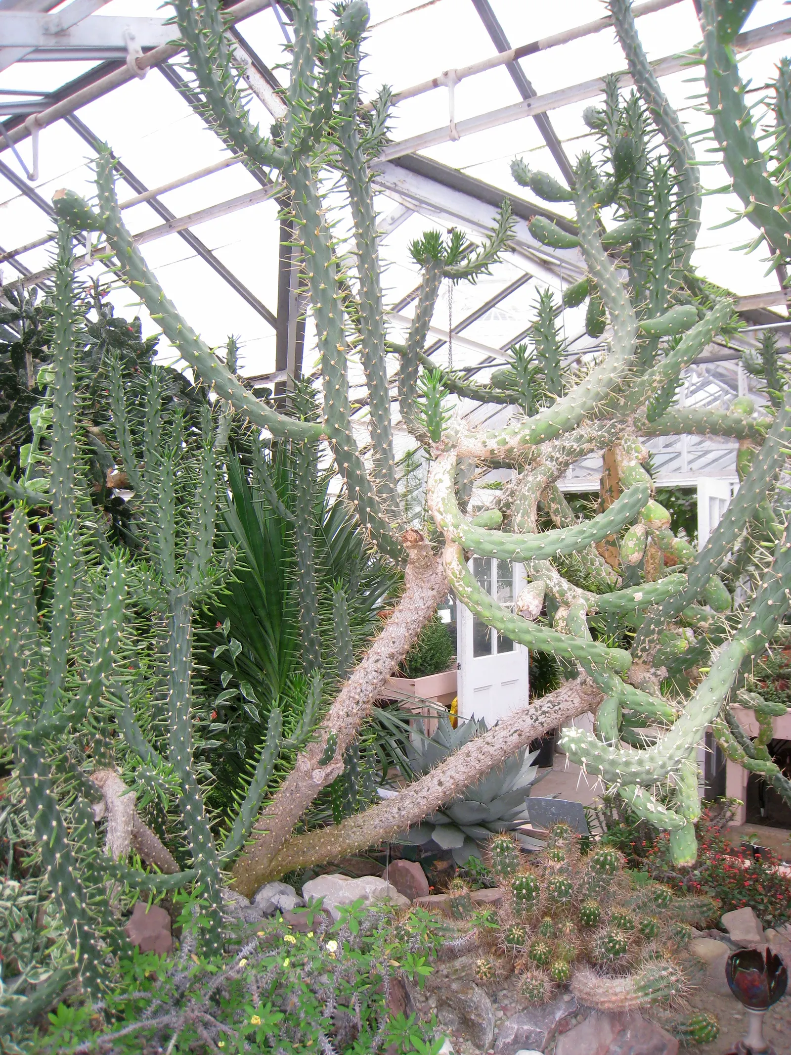 Eve's Needle (Opuntia Subulata) — although it can tolerate some partial shade