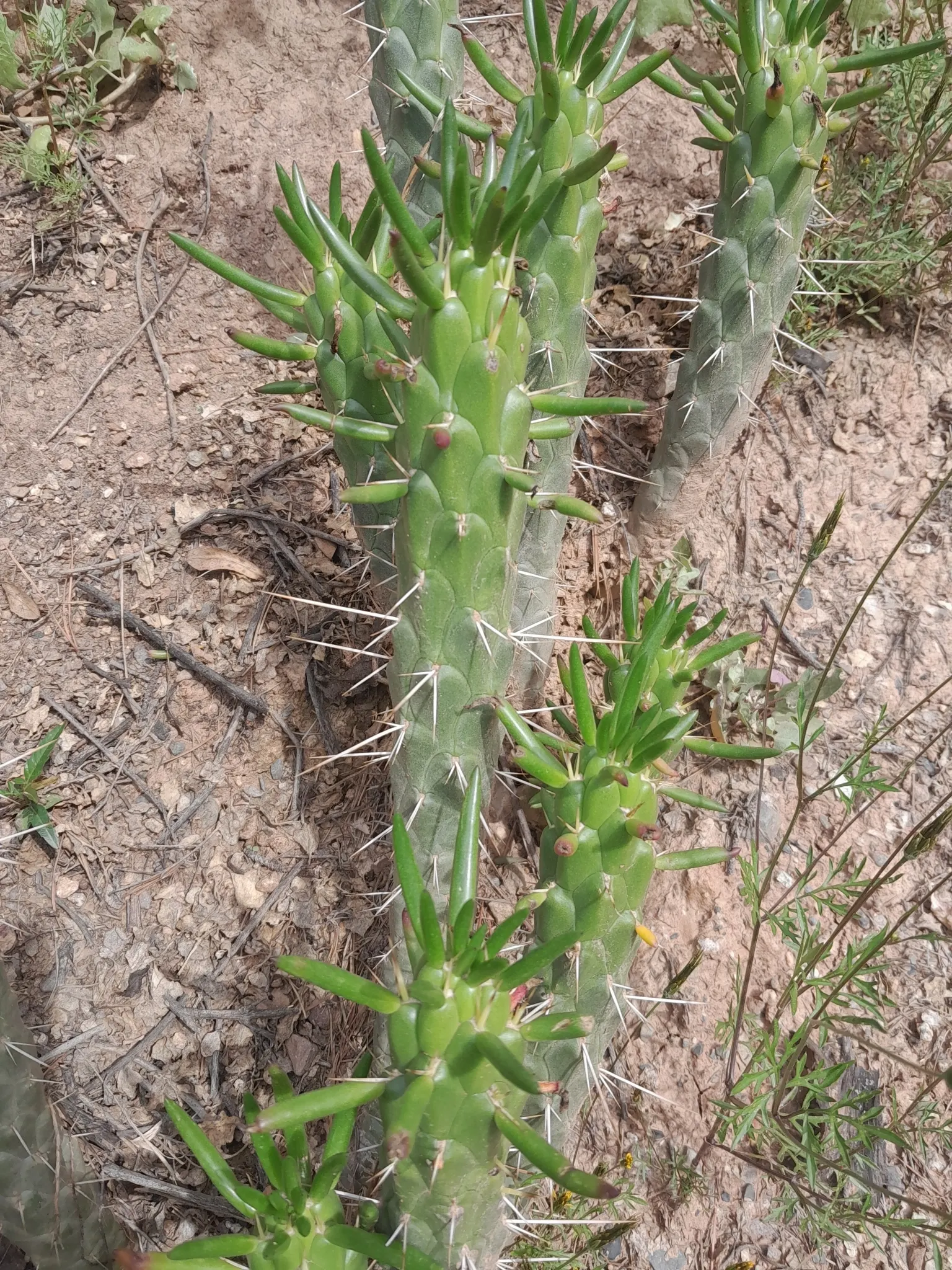 Eve's Needle (Opuntia Subulata) — Ideal for use as a focal point or for creating a natural barrier